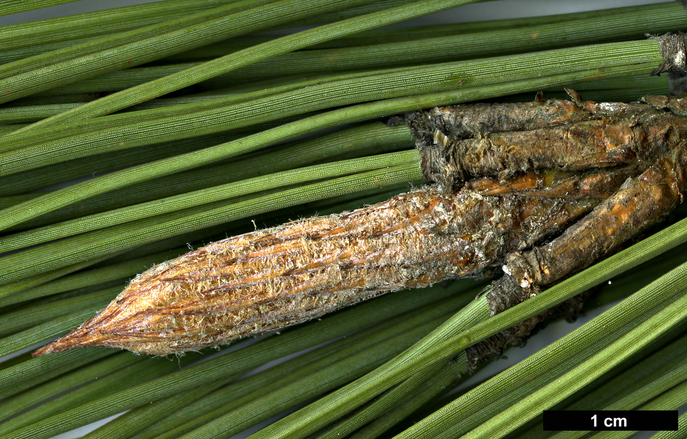 High resolution image: Family: Pinaceae - Genus: Pinus - Taxon: sabiniana