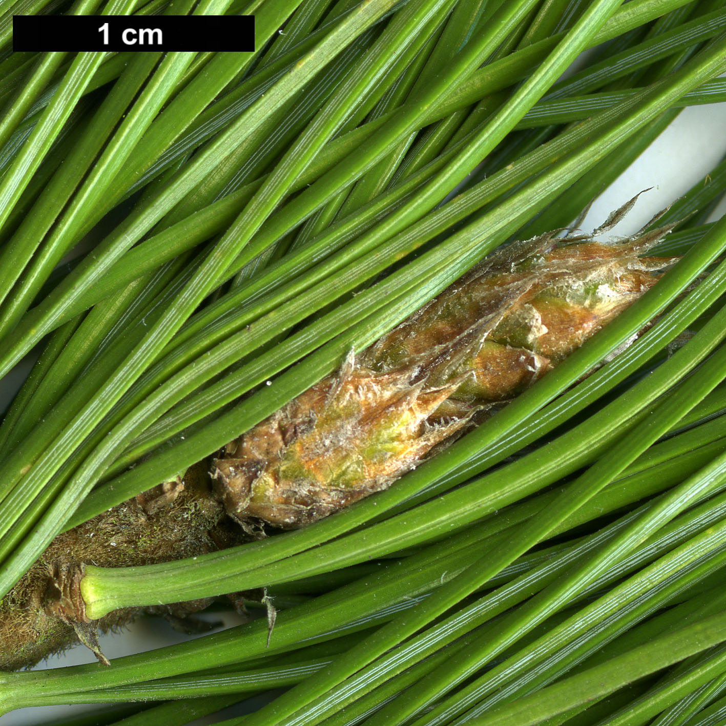 High resolution image: Family: Pinaceae - Genus: Pinus - Taxon: sibirica