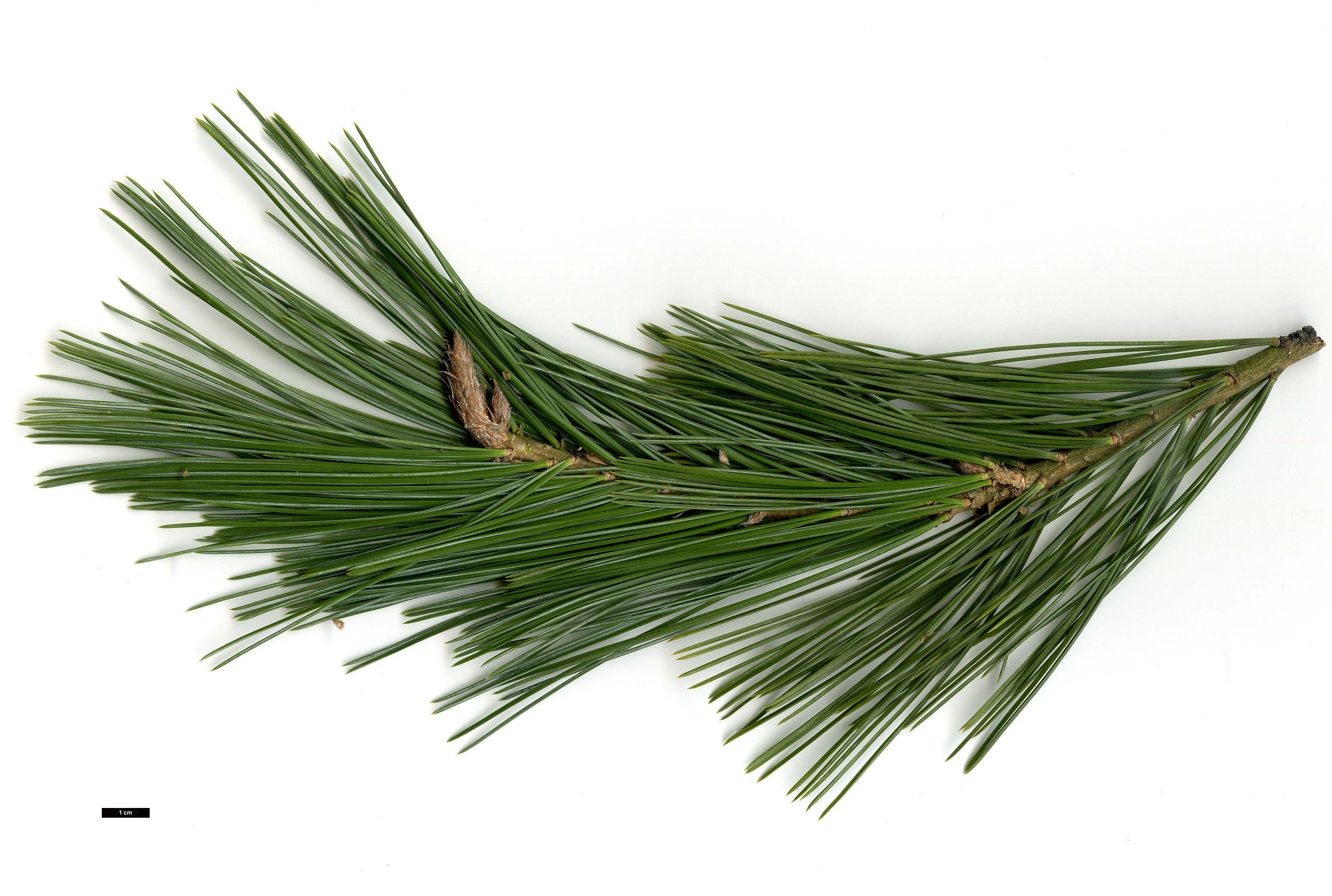 High resolution image: Family: Pinaceae - Genus: Pinus - Taxon: strobiformis