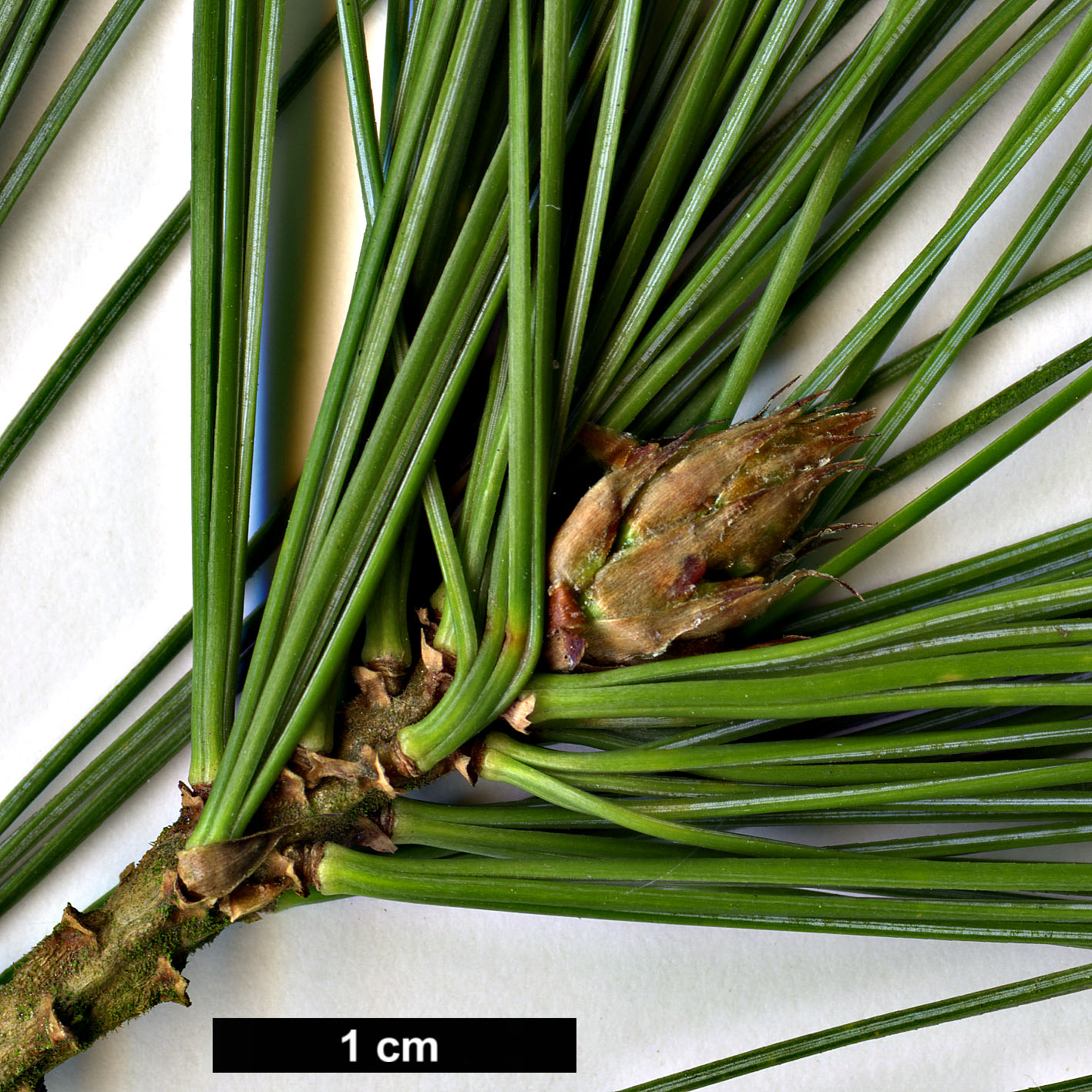 High resolution image: Family: Pinaceae - Genus: Pinus - Taxon: stylesii