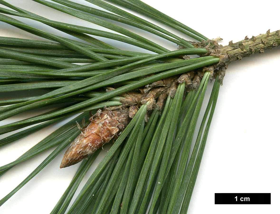 High resolution image: Family: Pinaceae - Genus: Pinus - Taxon: sylvestris