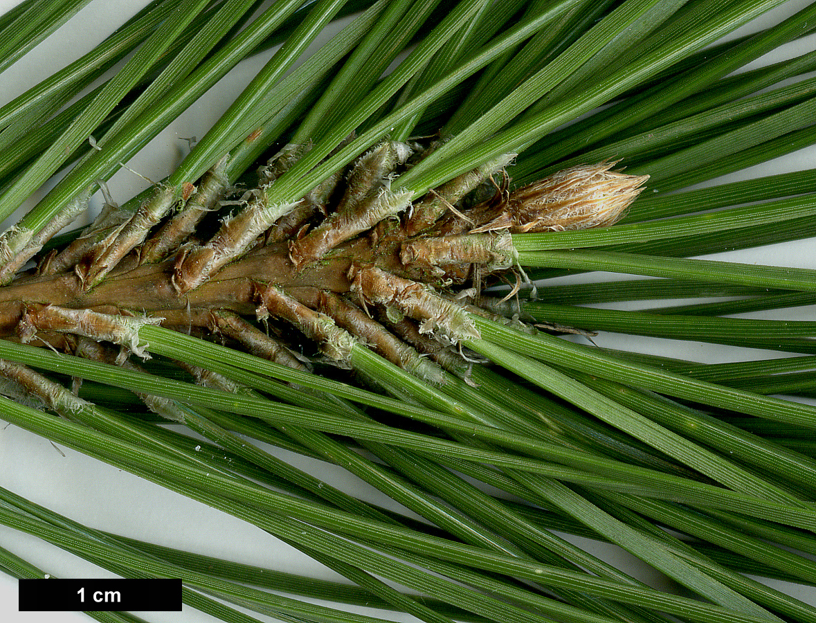 High resolution image: Family: Pinaceae - Genus: Pinus - Taxon: thunbergii