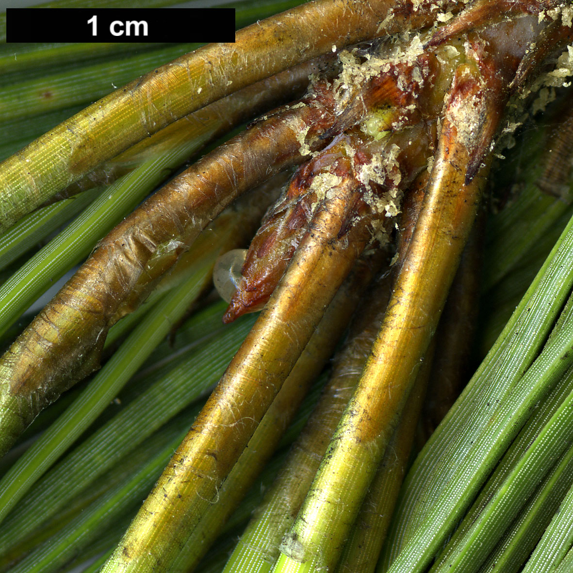 High resolution image: Family: Pinaceae - Genus: Pinus - Taxon: torreyana