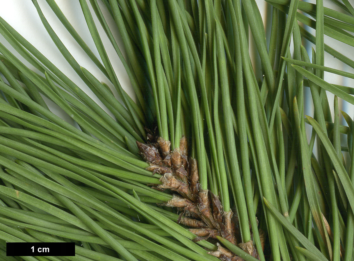 High resolution image: Family: Pinaceae - Genus: Pinus - Taxon: uncinata