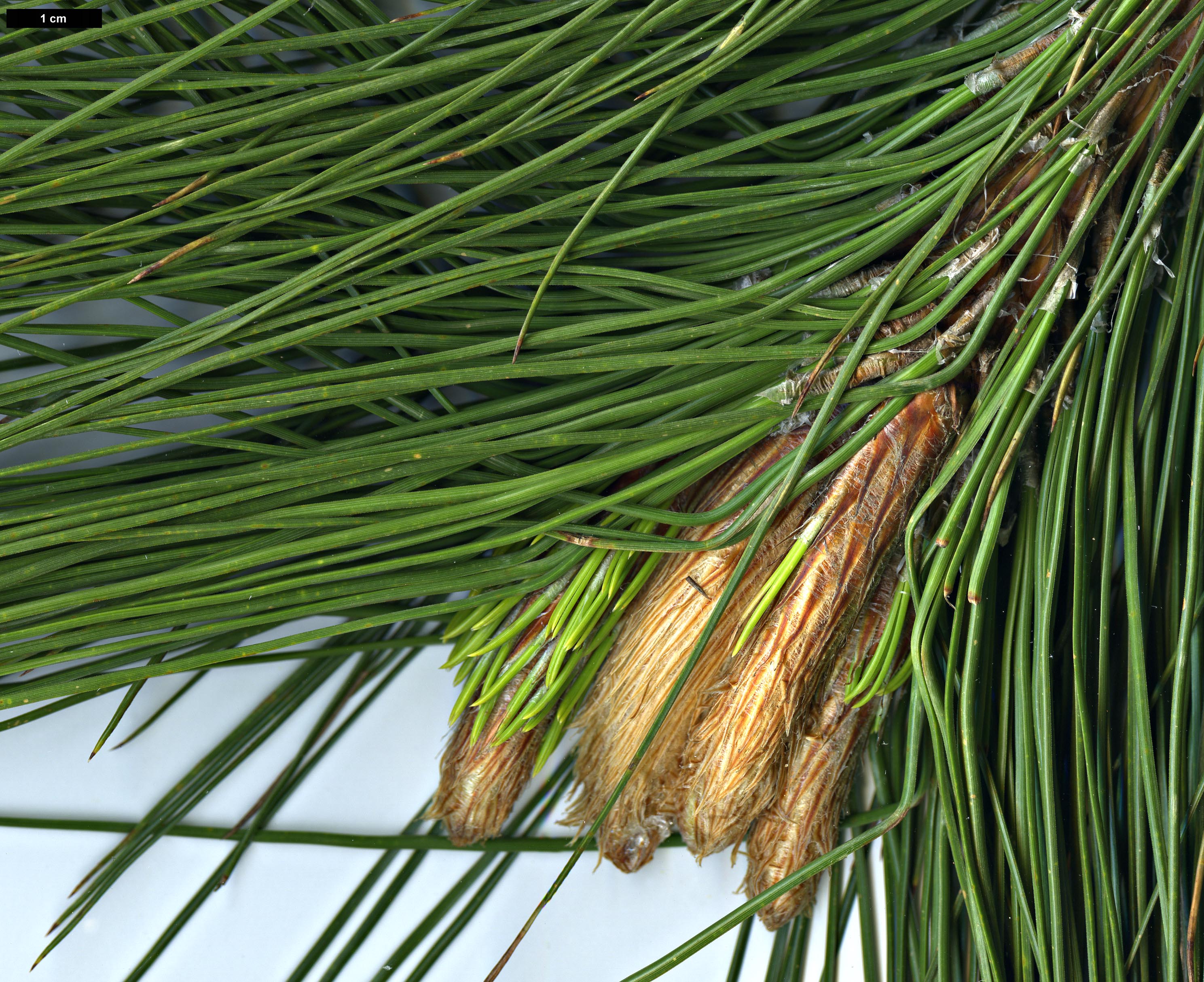 High resolution image: Family: Pinaceae - Genus: Pinus - Taxon: yunnanensis