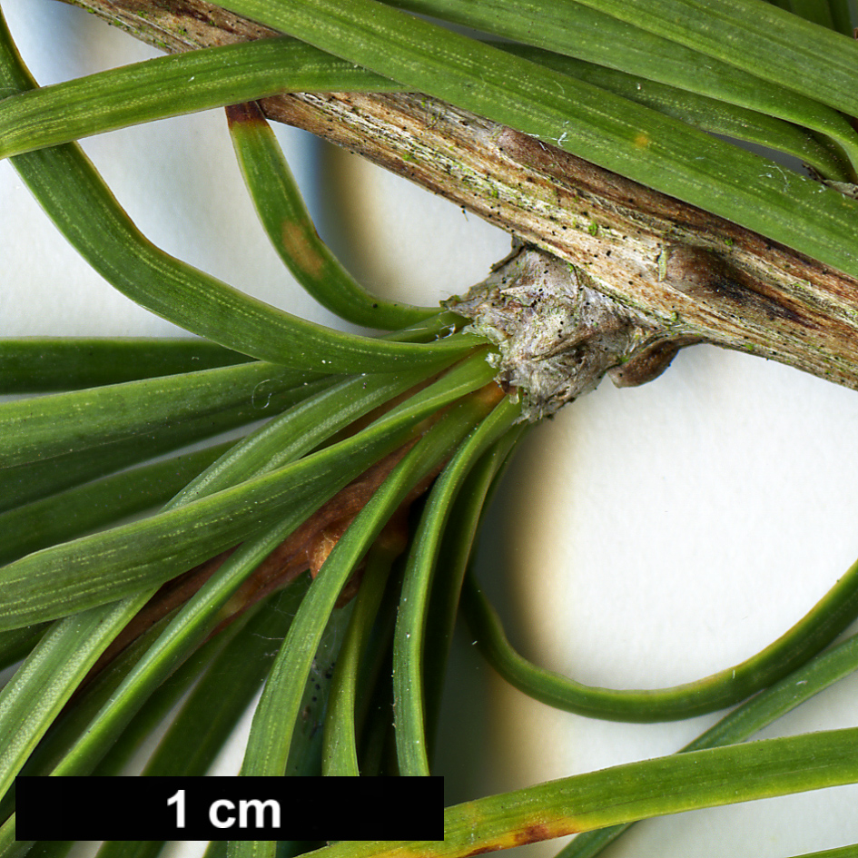 High resolution image: Family: Pinaceae - Genus: Pseudolarix - Taxon: amabilis