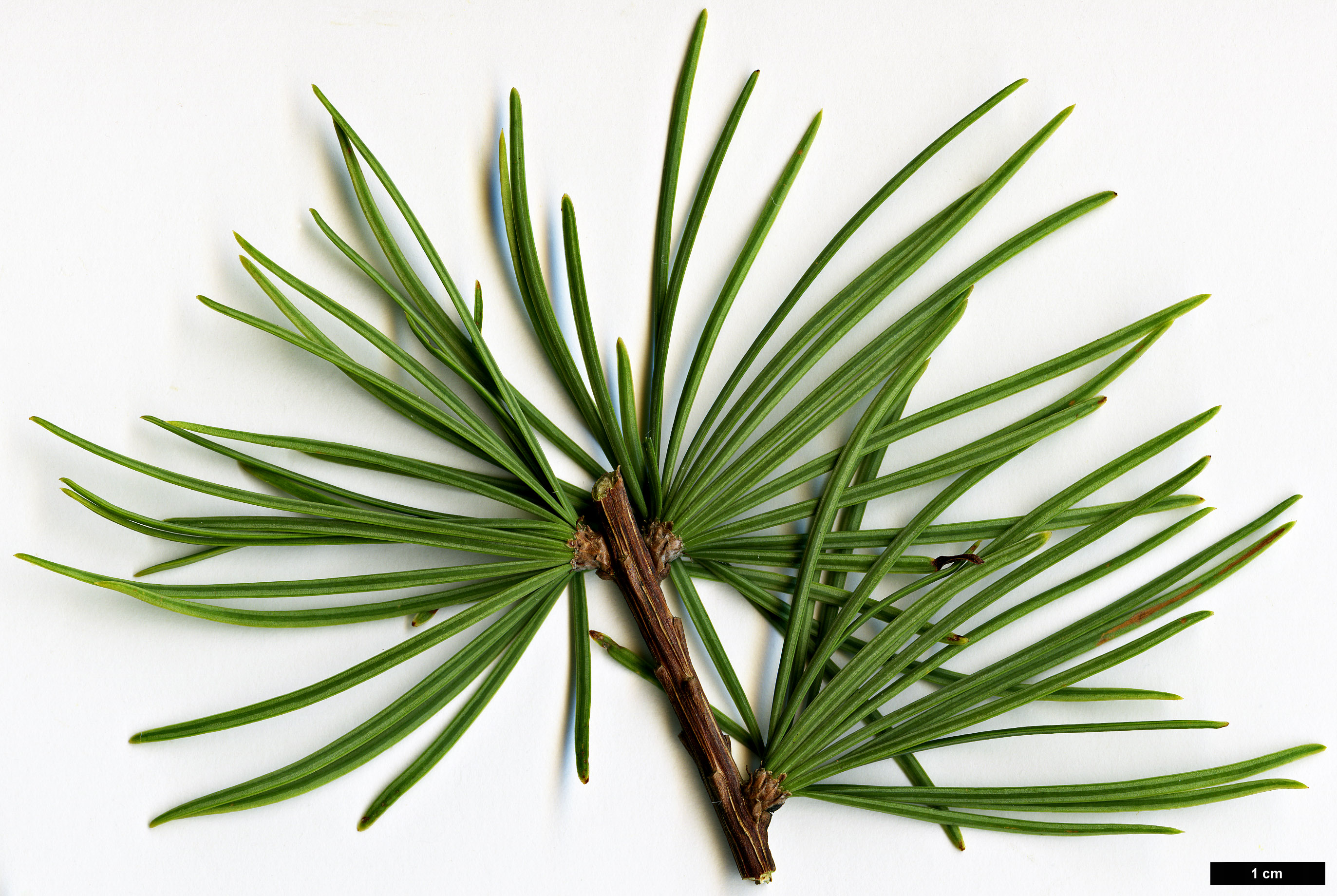 High resolution image: Family: Pinaceae - Genus: Pseudolarix - Taxon: amabilis