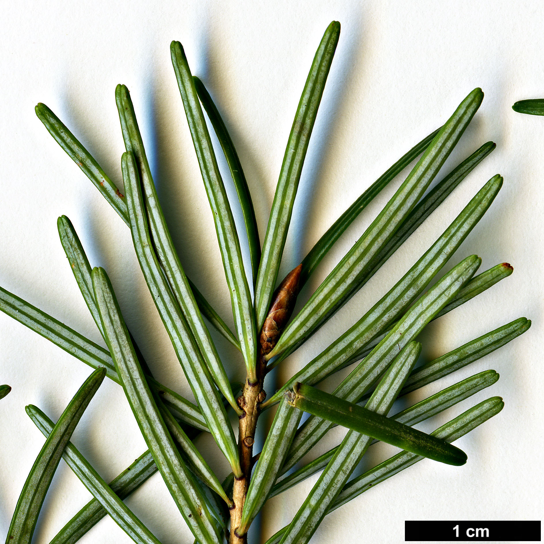 High resolution image: Family: Pinaceae - Genus: Pseudotsuga - Taxon: japonica