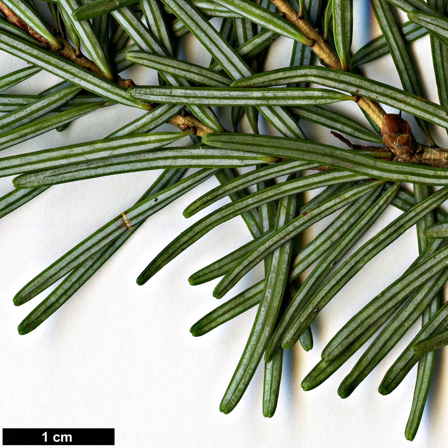 High resolution image: Family: Pinaceae - Genus: Pseudotsuga - Taxon: japonica