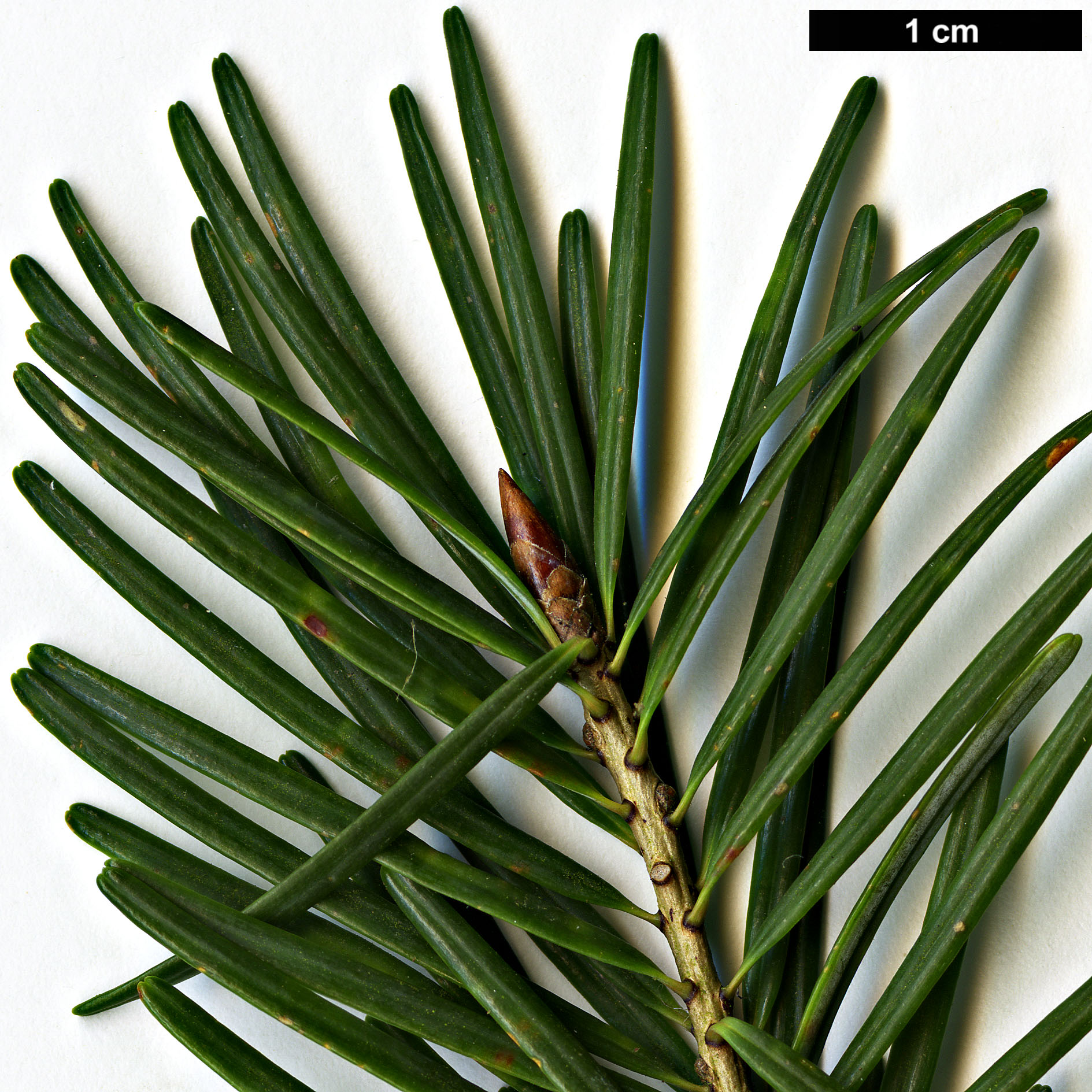 High resolution image: Family: Pinaceae - Genus: Pseudotsuga - Taxon: japonica