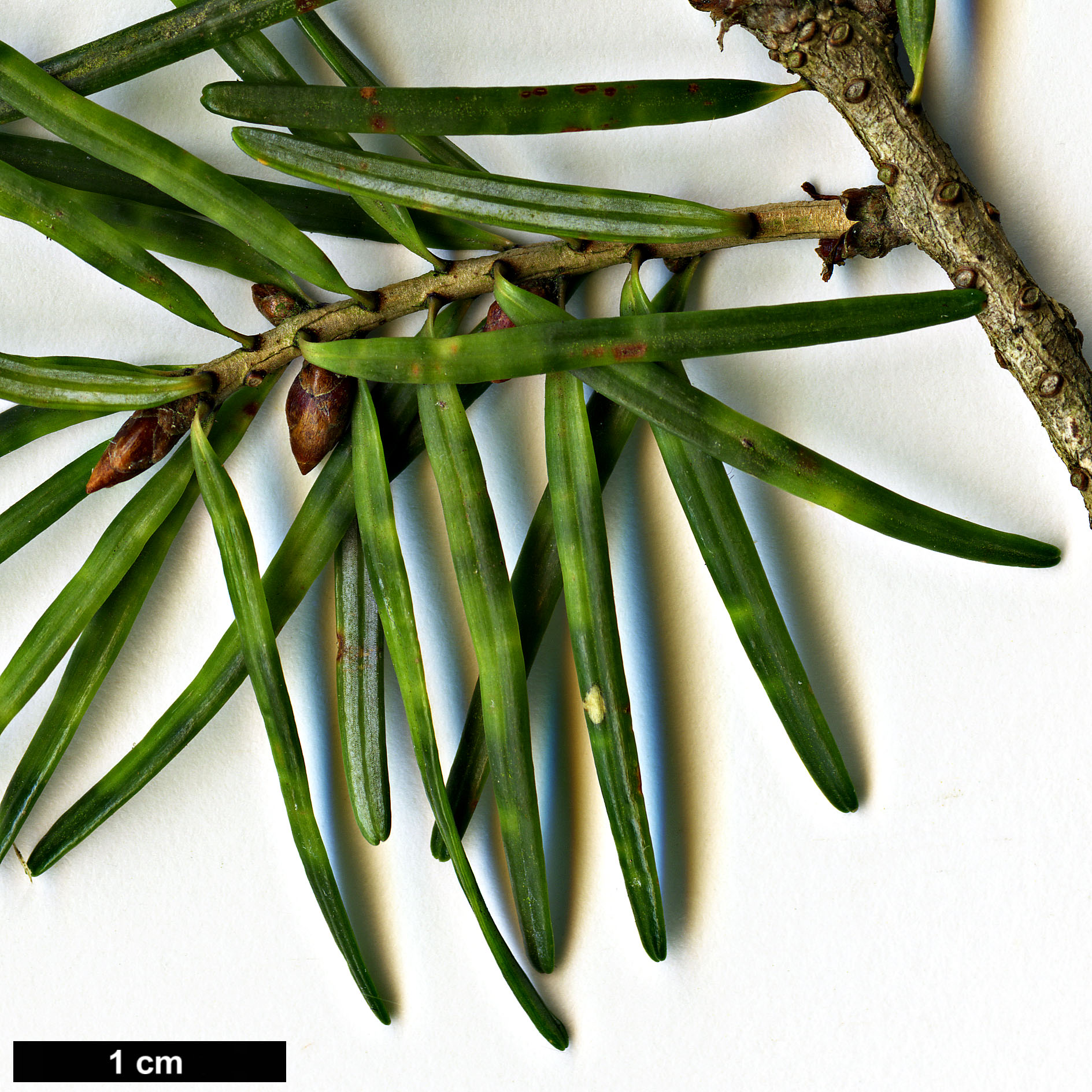 High resolution image: Family: Pinaceae - Genus: Pseudotsuga - Taxon: japonica