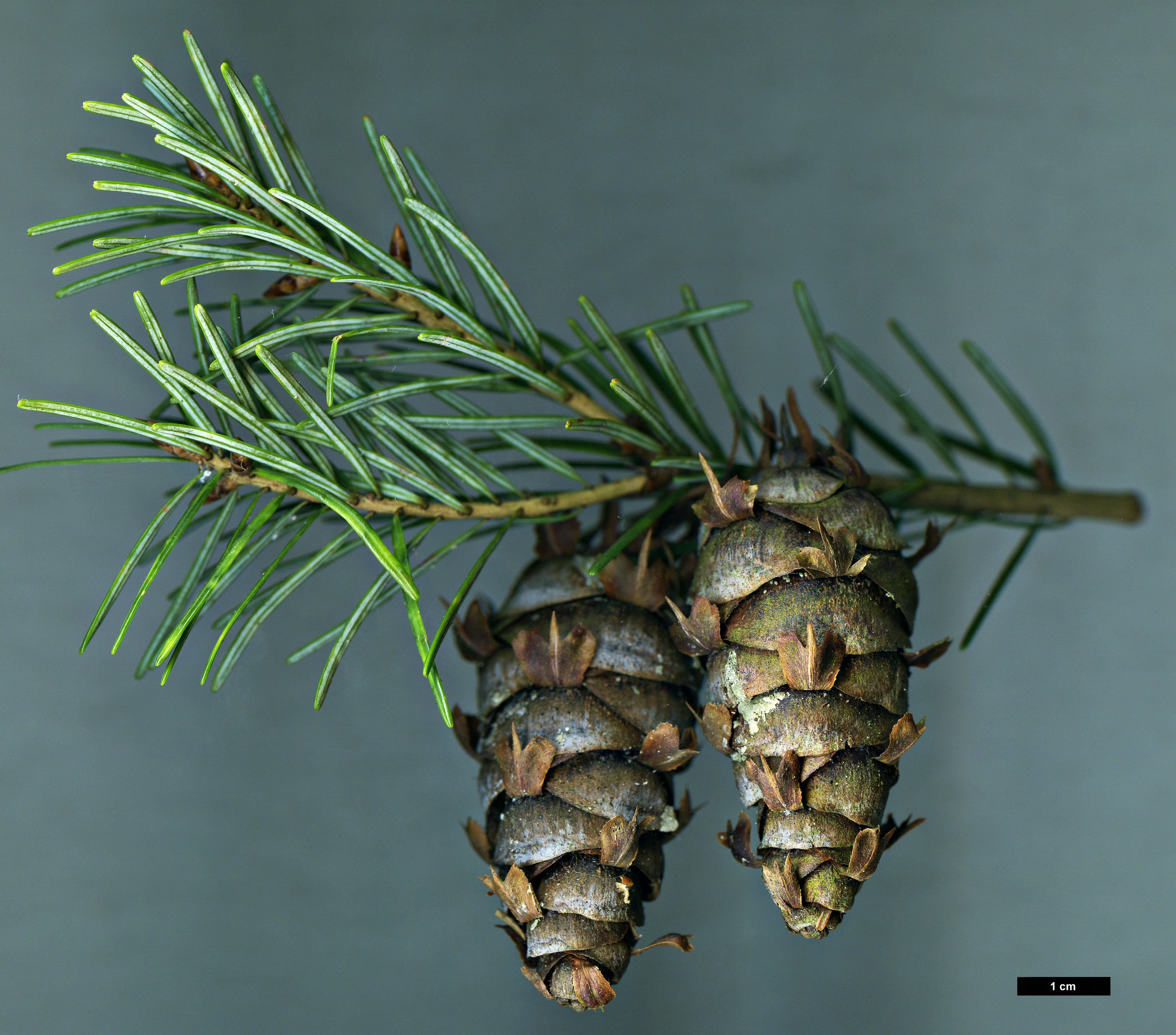 High resolution image: Family: Pinaceae - Genus: Pseudotsuga - Taxon: japonica