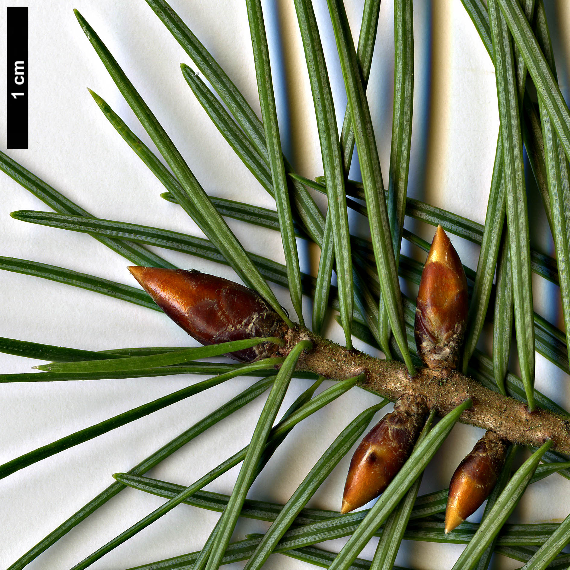 High resolution image: Family: Pinaceae - Genus: Pseudotsuga - Taxon: macrocarpa