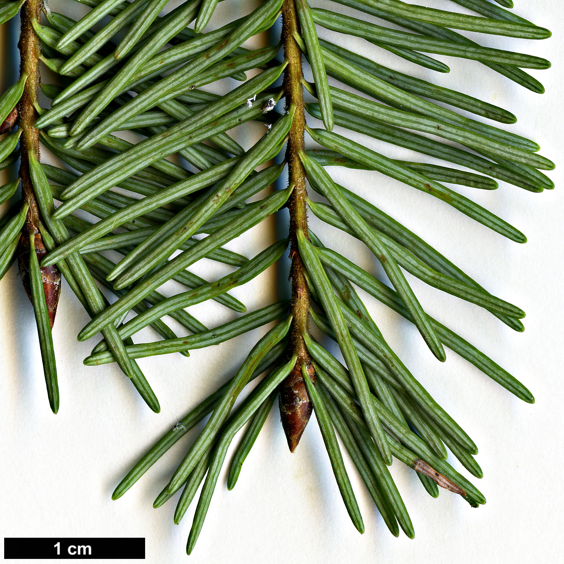 High resolution image: Family: Pinaceae - Genus: Pseudotsuga - Taxon: menziesii