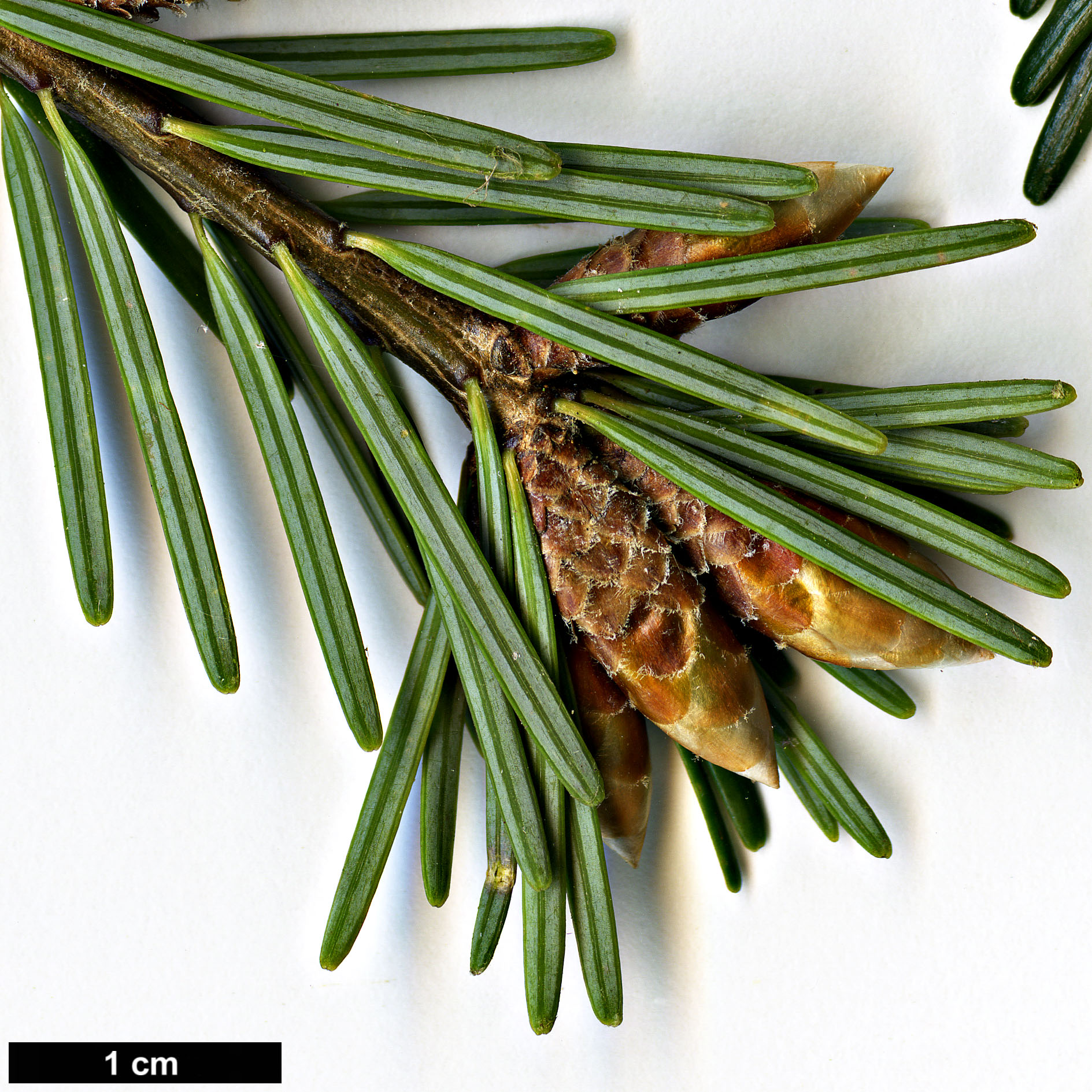 High resolution image: Family: Pinaceae - Genus: Pseudotsuga - Taxon: sinensis