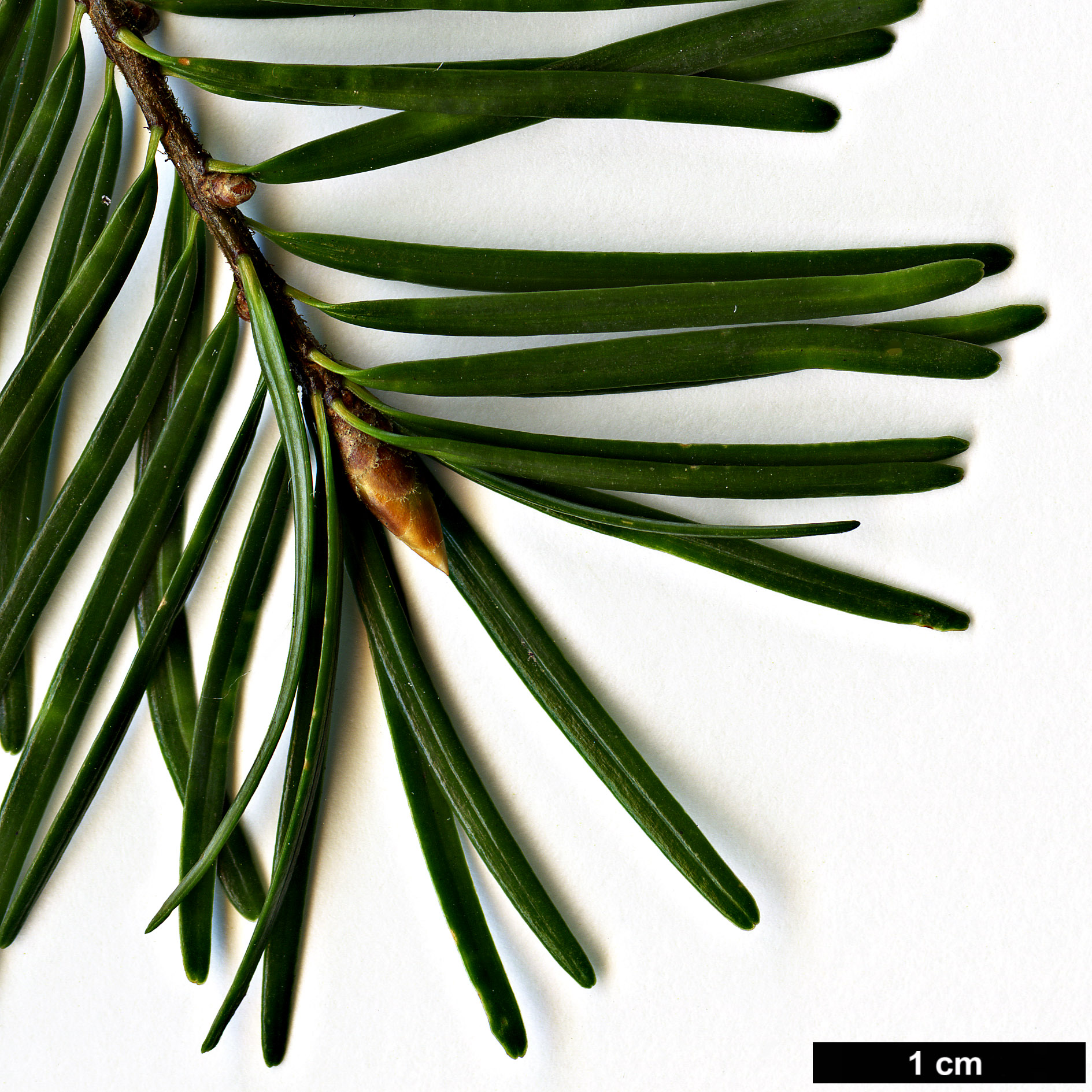 High resolution image: Family: Pinaceae - Genus: Pseudotsuga - Taxon: sinensis