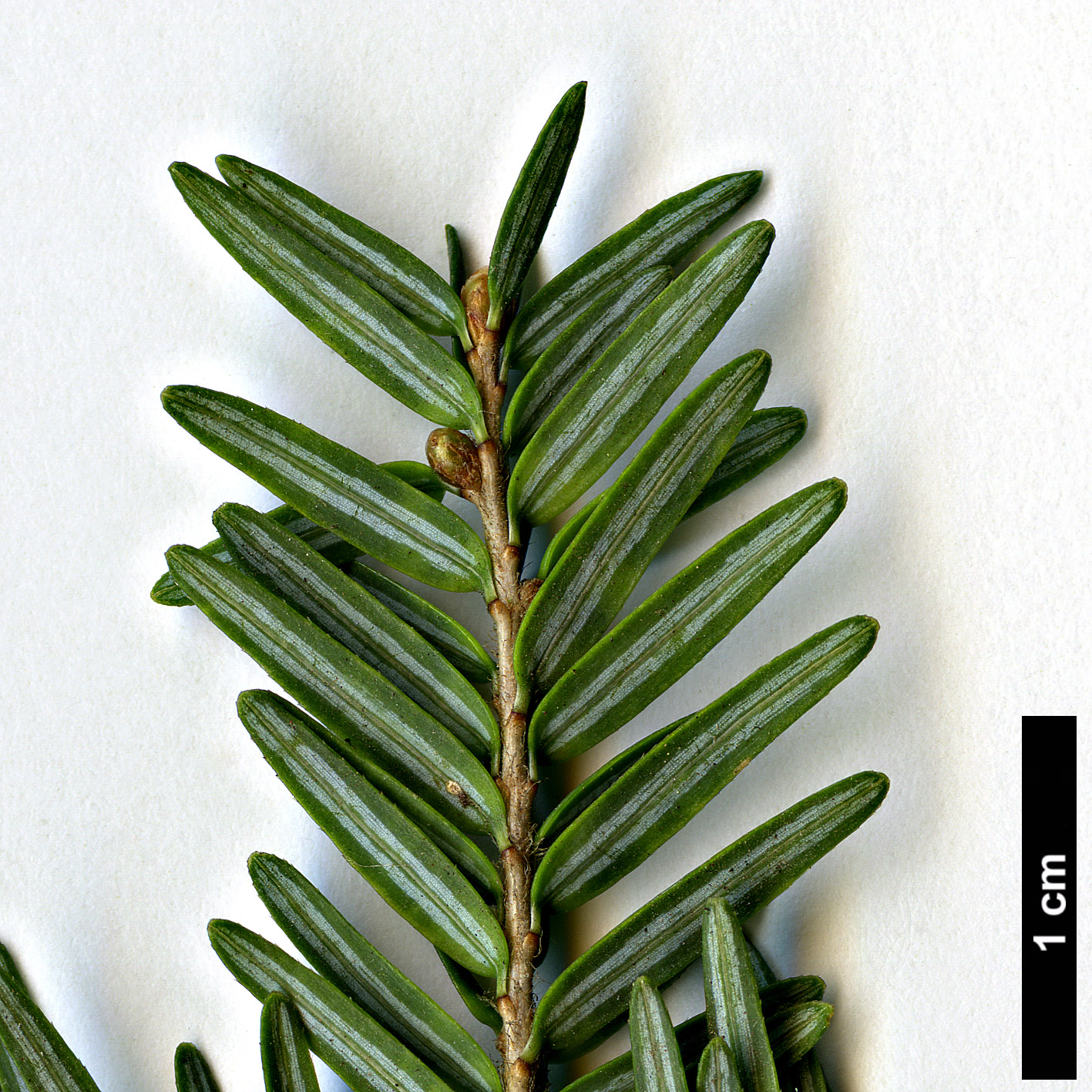 High resolution image: Family: Pinaceae - Genus: Tsuga - Taxon: canadensis - SpeciesSub: 'Compacta'