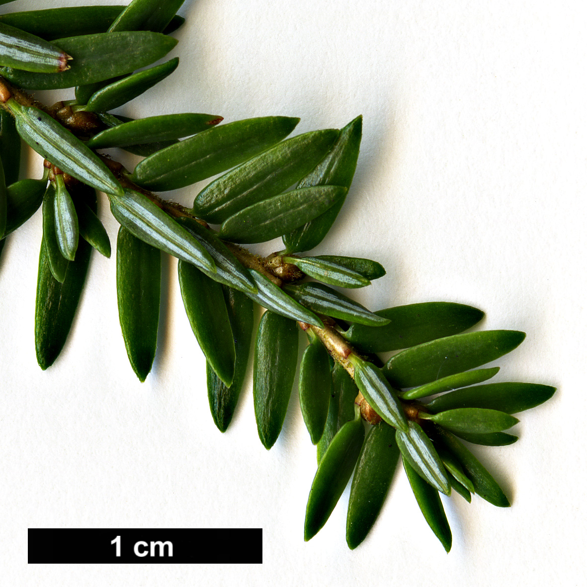 High resolution image: Family: Pinaceae - Genus: Tsuga - Taxon: canadensis - SpeciesSub: 'Popeleski'