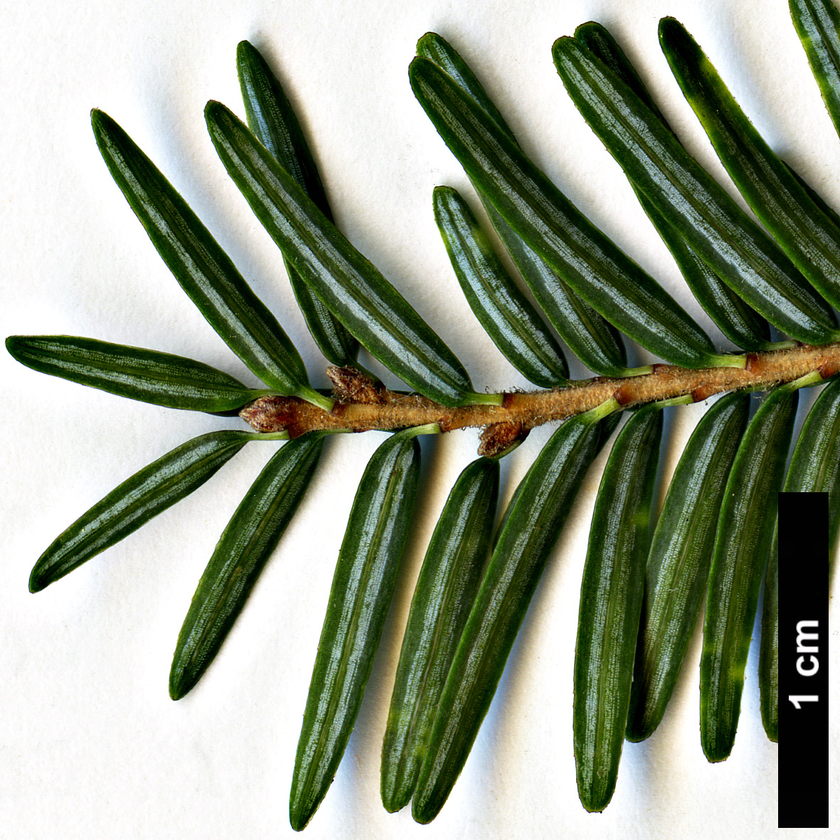 High resolution image: Family: Pinaceae - Genus: Tsuga - Taxon: canadensis