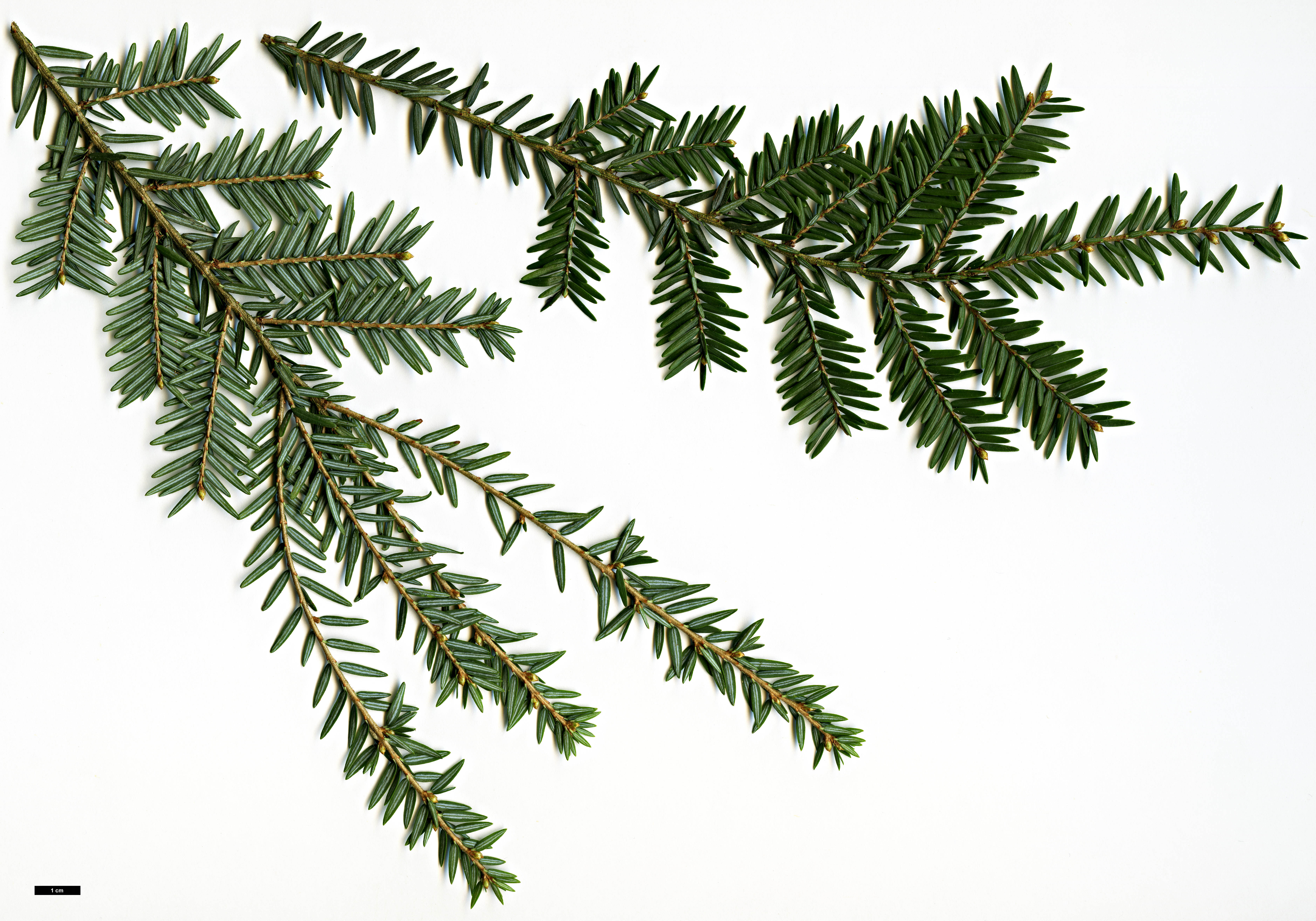 High resolution image: Family: Pinaceae - Genus: Tsuga - Taxon: canadensis