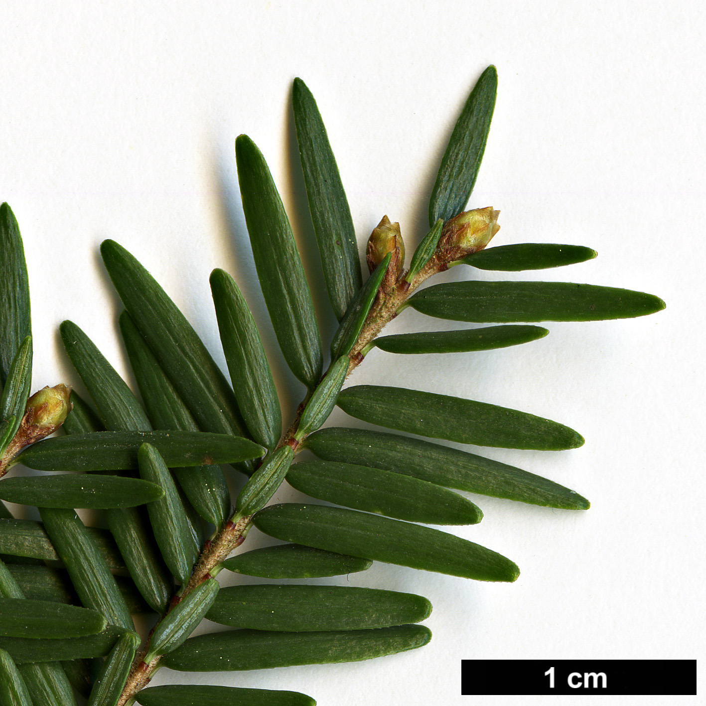 High resolution image: Family: Pinaceae - Genus: Tsuga - Taxon: canadensis