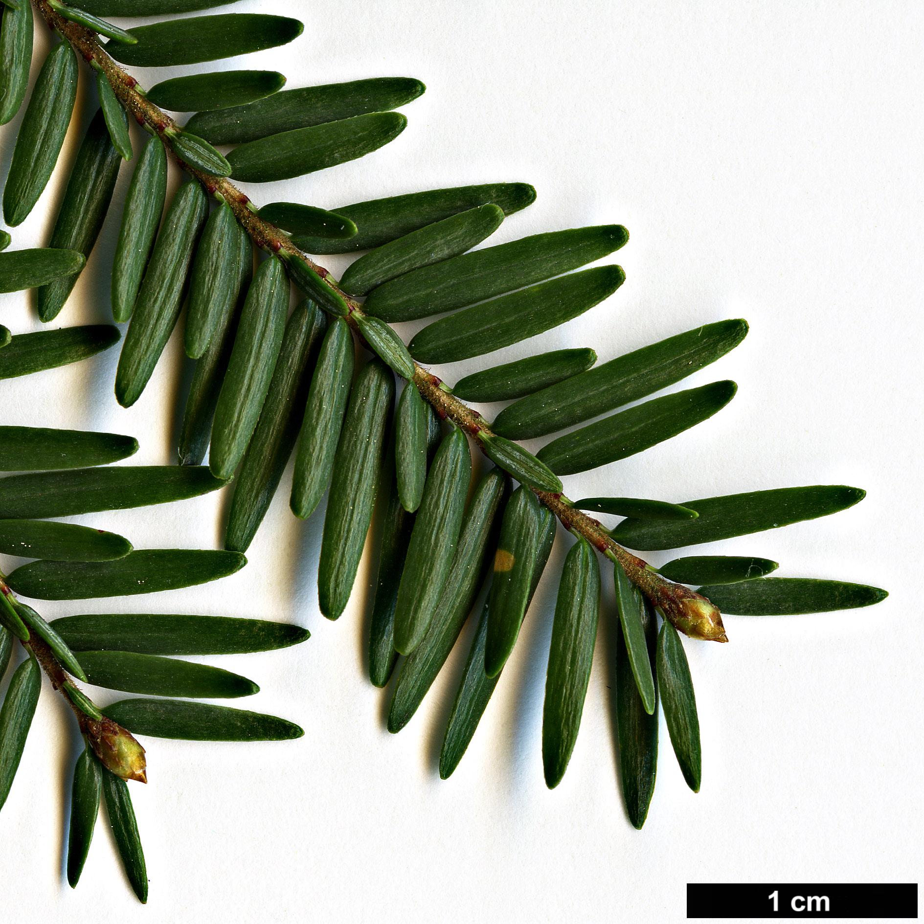 High resolution image: Family: Pinaceae - Genus: Tsuga - Taxon: canadensis