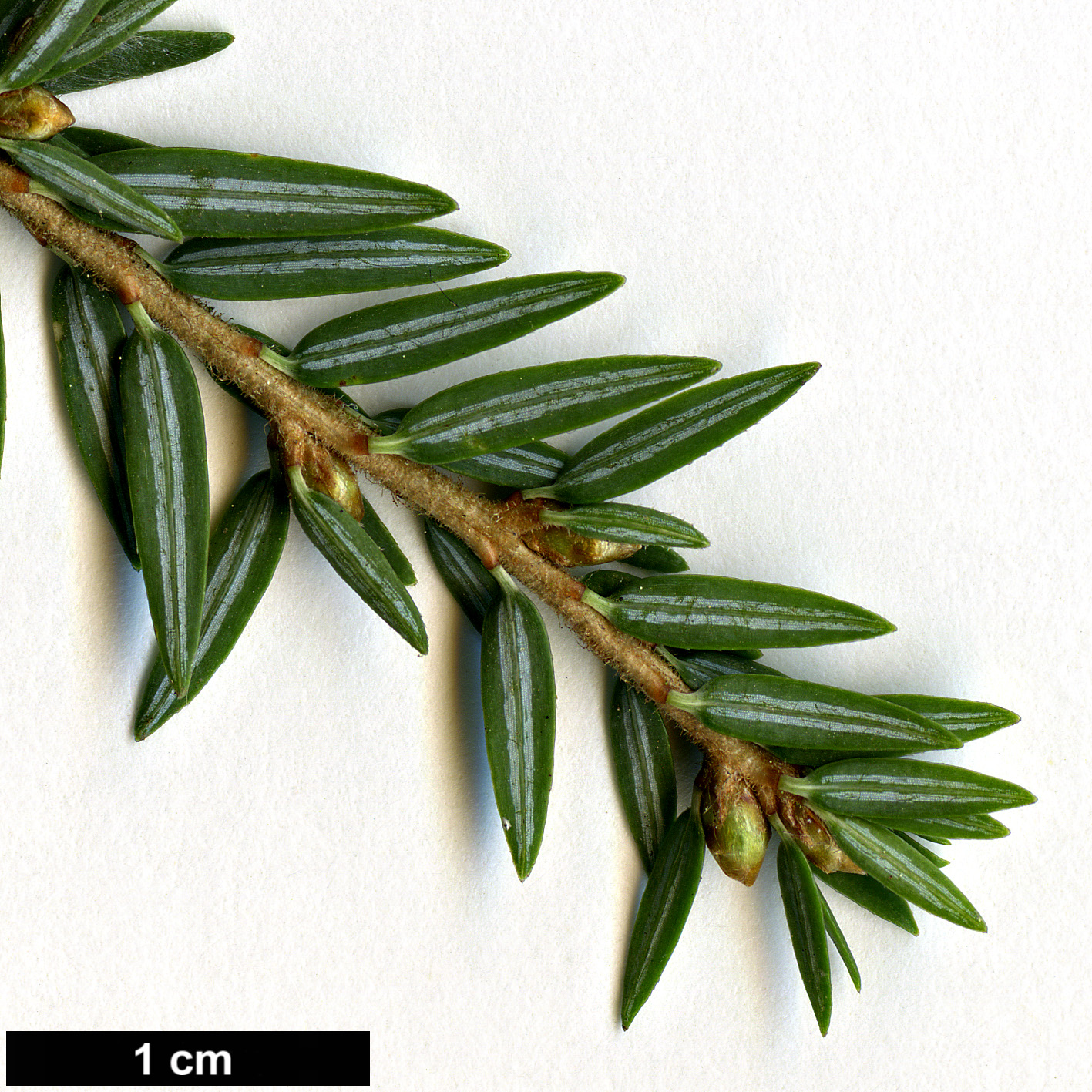 High resolution image: Family: Pinaceae - Genus: Tsuga - Taxon: canadensis