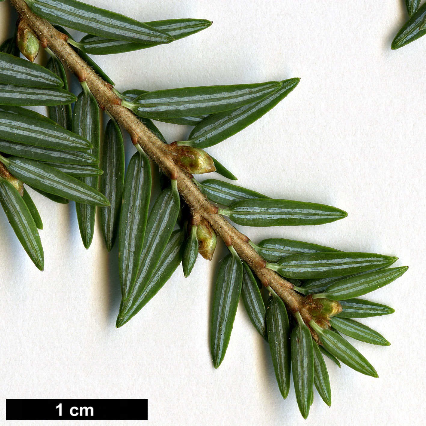 High resolution image: Family: Pinaceae - Genus: Tsuga - Taxon: canadensis