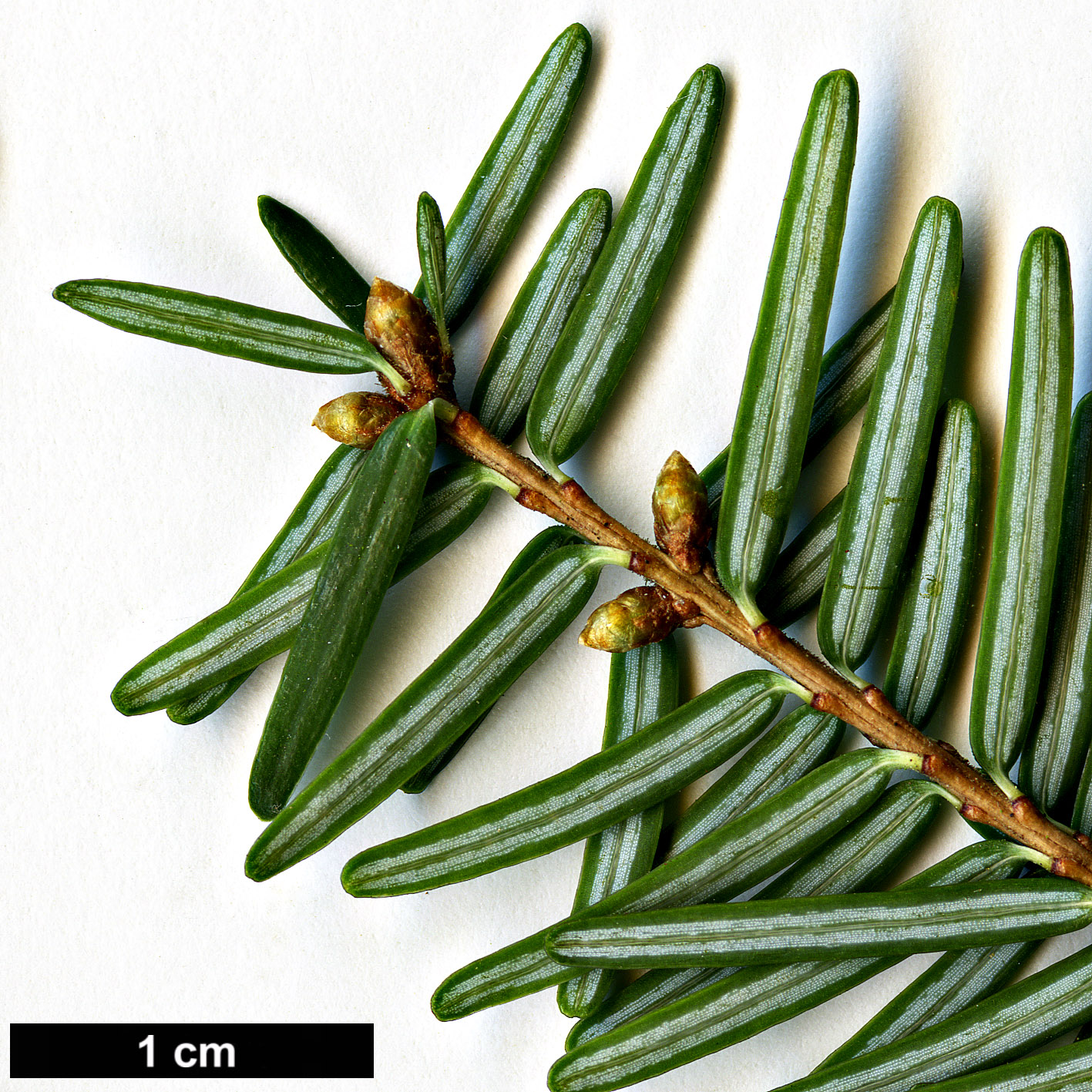 High resolution image: Family: Pinaceae - Genus: Tsuga - Taxon: caroliniana