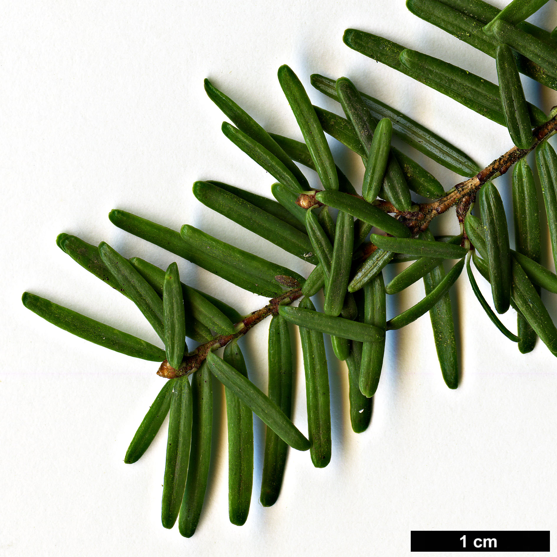 High resolution image: Family: Pinaceae - Genus: Tsuga - Taxon: caroliniana