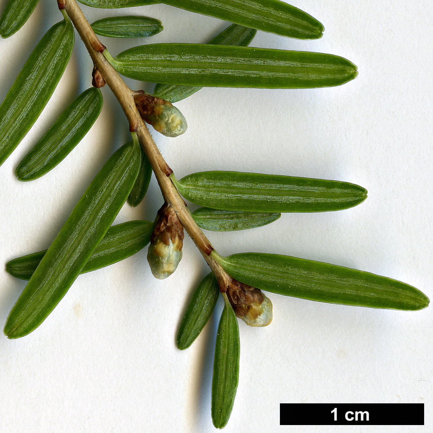 High resolution image: Family: Pinaceae - Genus: Tsuga - Taxon: chinensis