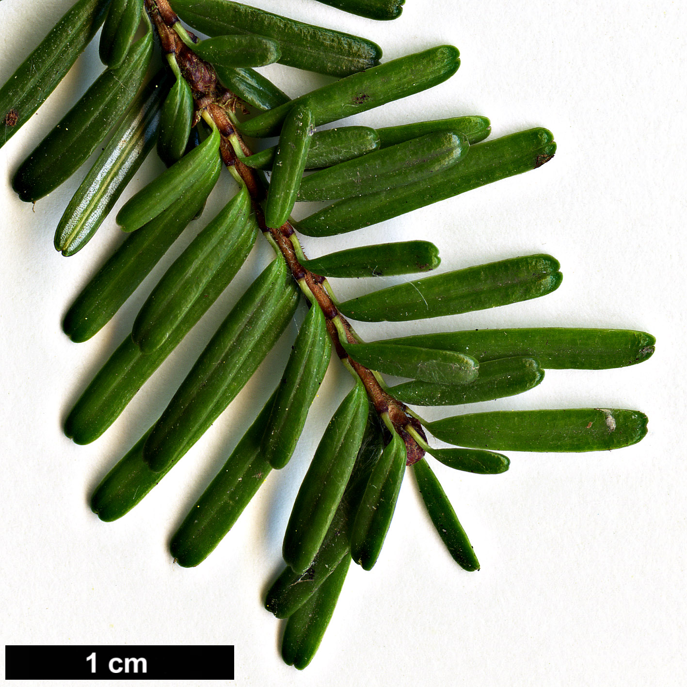 High resolution image: Family: Pinaceae - Genus: Tsuga - Taxon: diversifolia