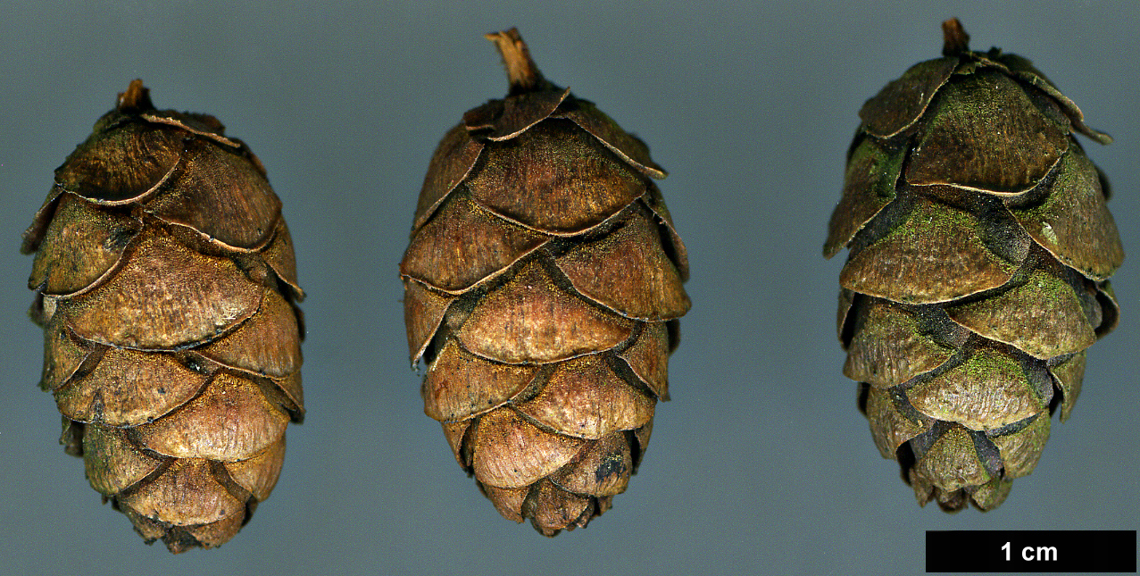 High resolution image: Family: Pinaceae - Genus: Tsuga - Taxon: diversifolia