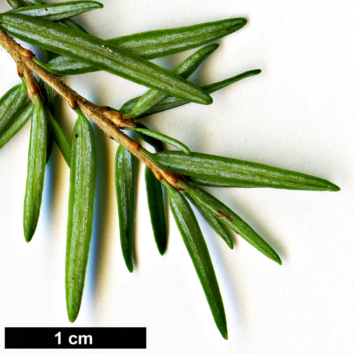 High resolution image: Family: Pinaceae - Genus: Tsuga - Taxon: heterophylla