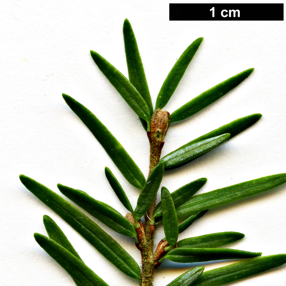 High resolution image: Family: Pinaceae - Genus: Tsuga - Taxon: heterophylla