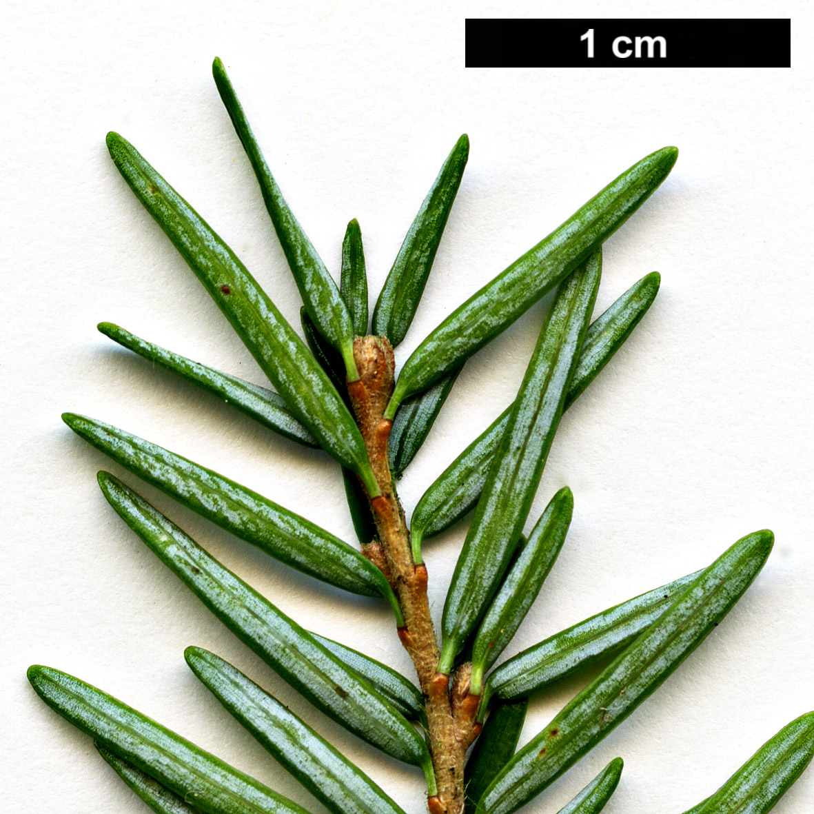 High resolution image: Family: Pinaceae - Genus: Tsuga - Taxon: heterophylla