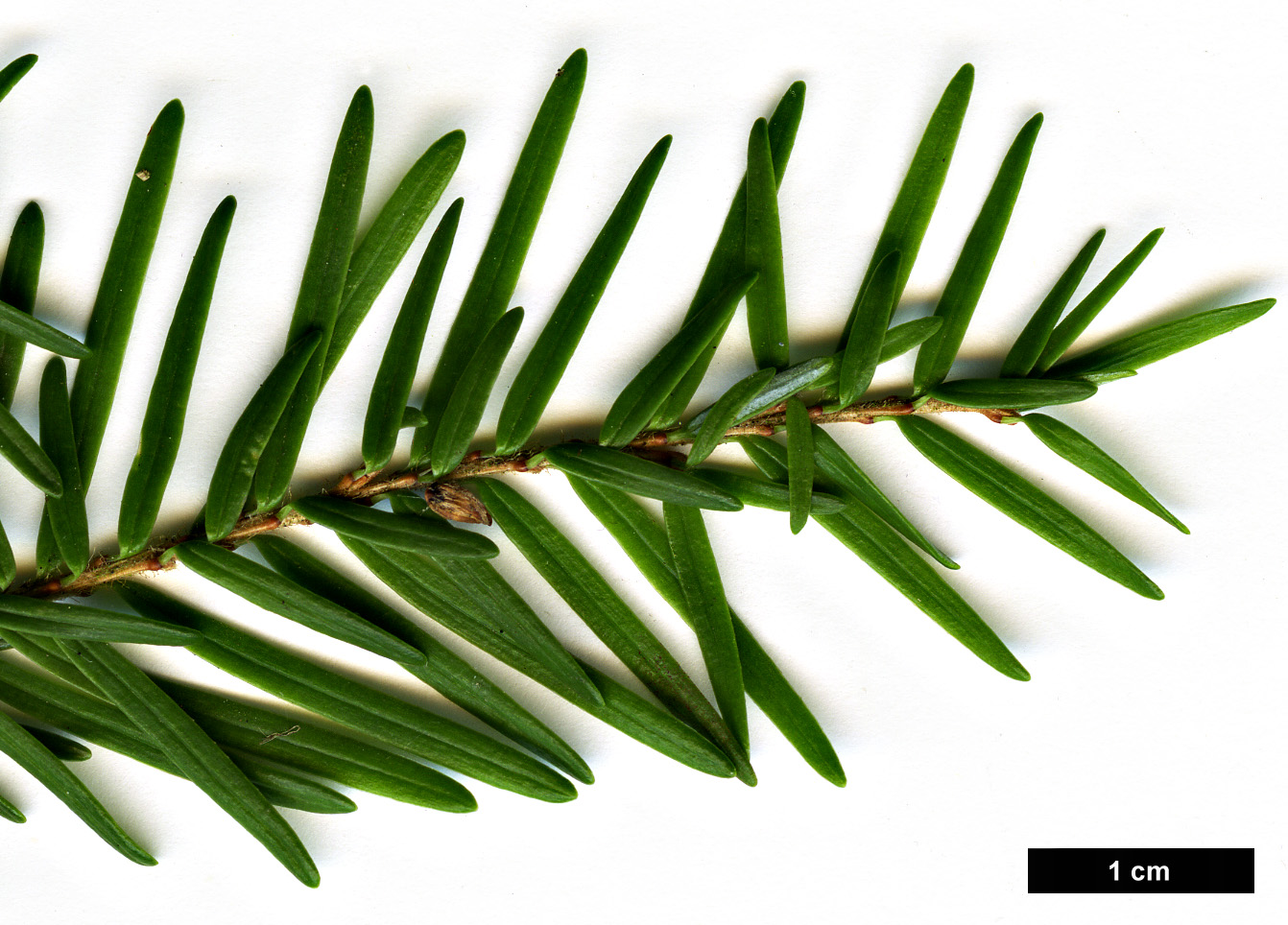 High resolution image: Family: Pinaceae - Genus: Tsuga - Taxon: heterophylla