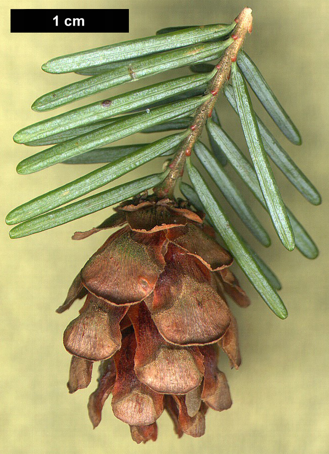 High resolution image: Family: Pinaceae - Genus: Tsuga - Taxon: heterophylla