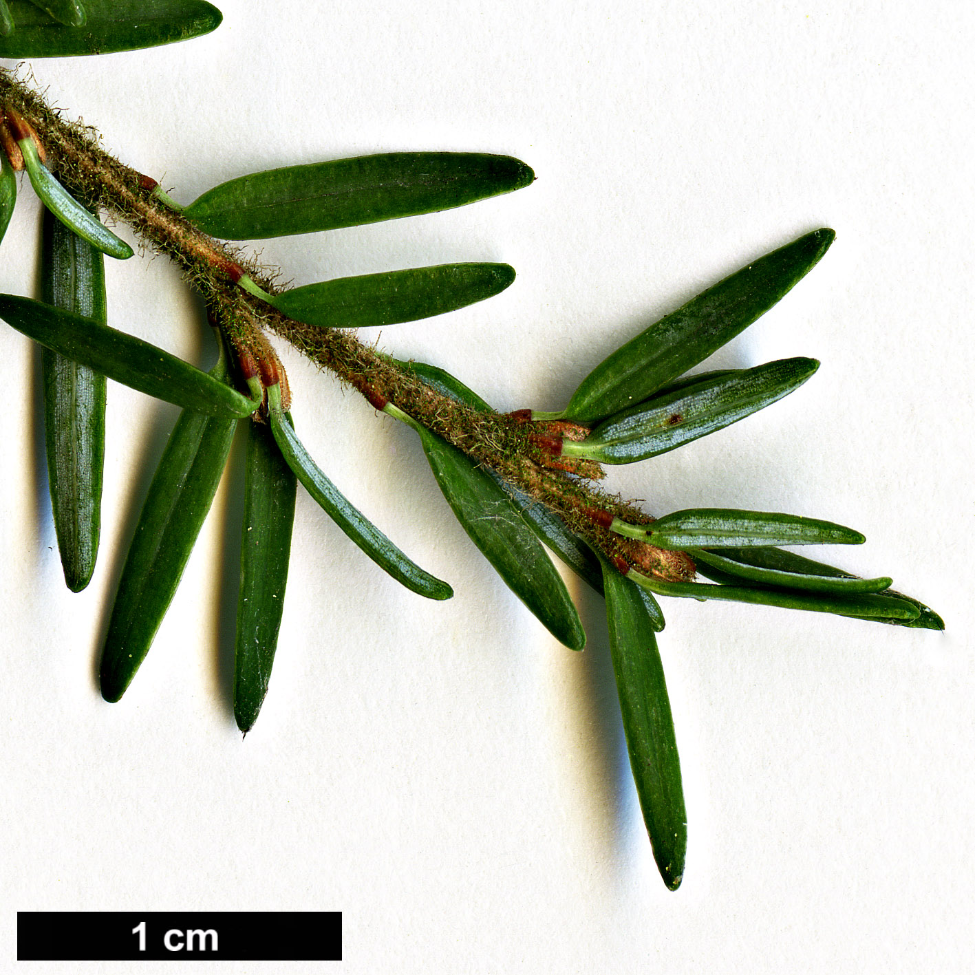 High resolution image: Family: Pinaceae - Genus: Tsuga - Taxon: heterophylla