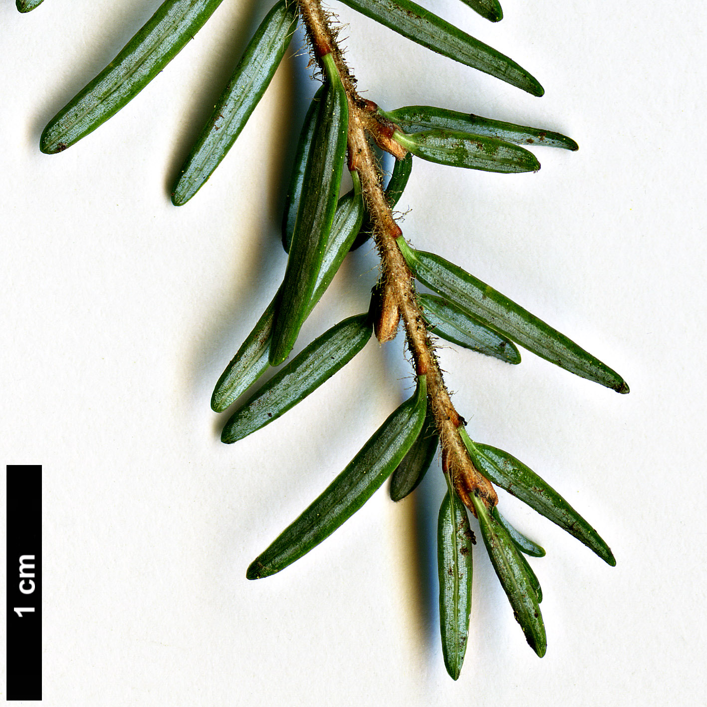 High resolution image: Family: Pinaceae - Genus: Tsuga - Taxon: heterophylla