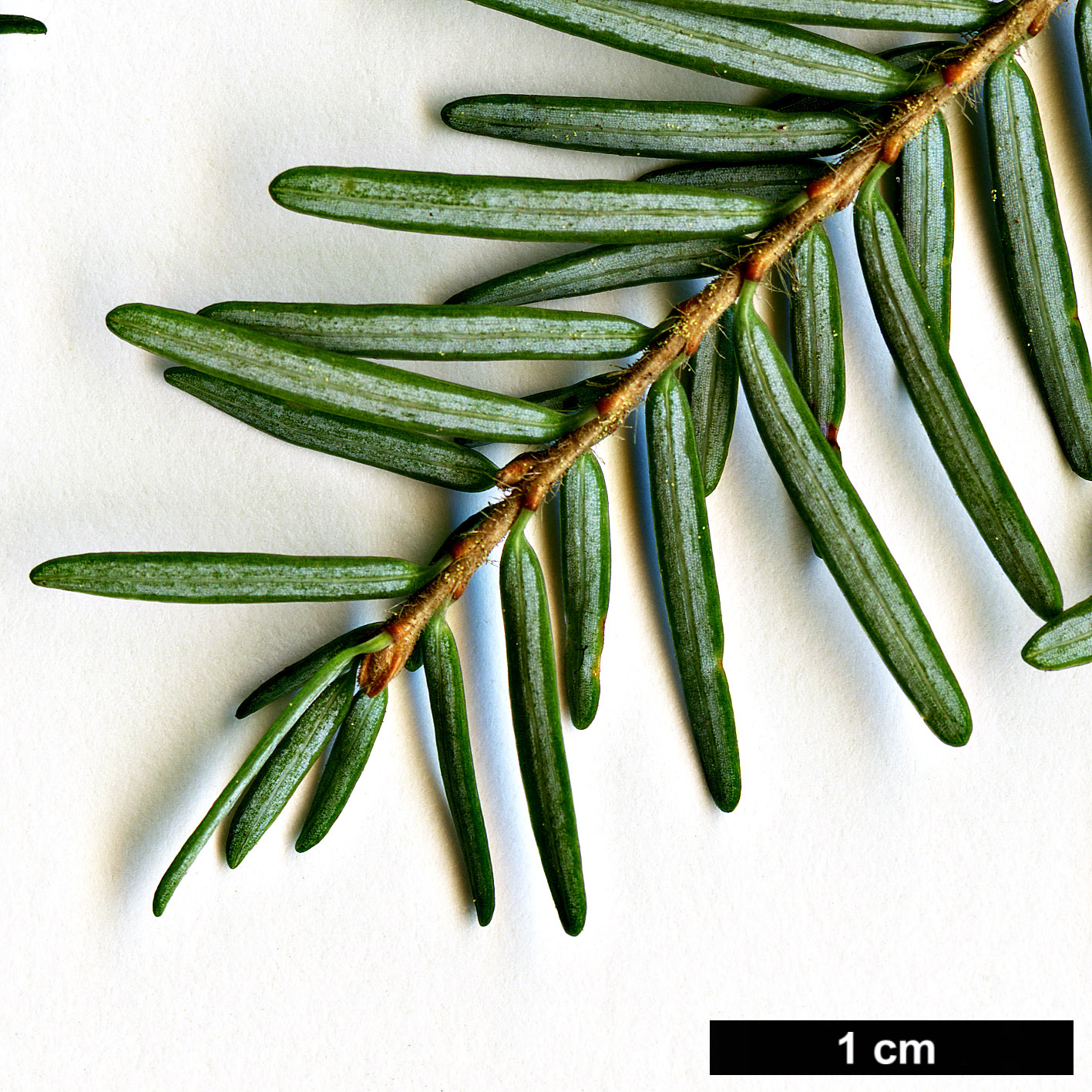 High resolution image: Family: Pinaceae - Genus: Tsuga - Taxon: heterophylla