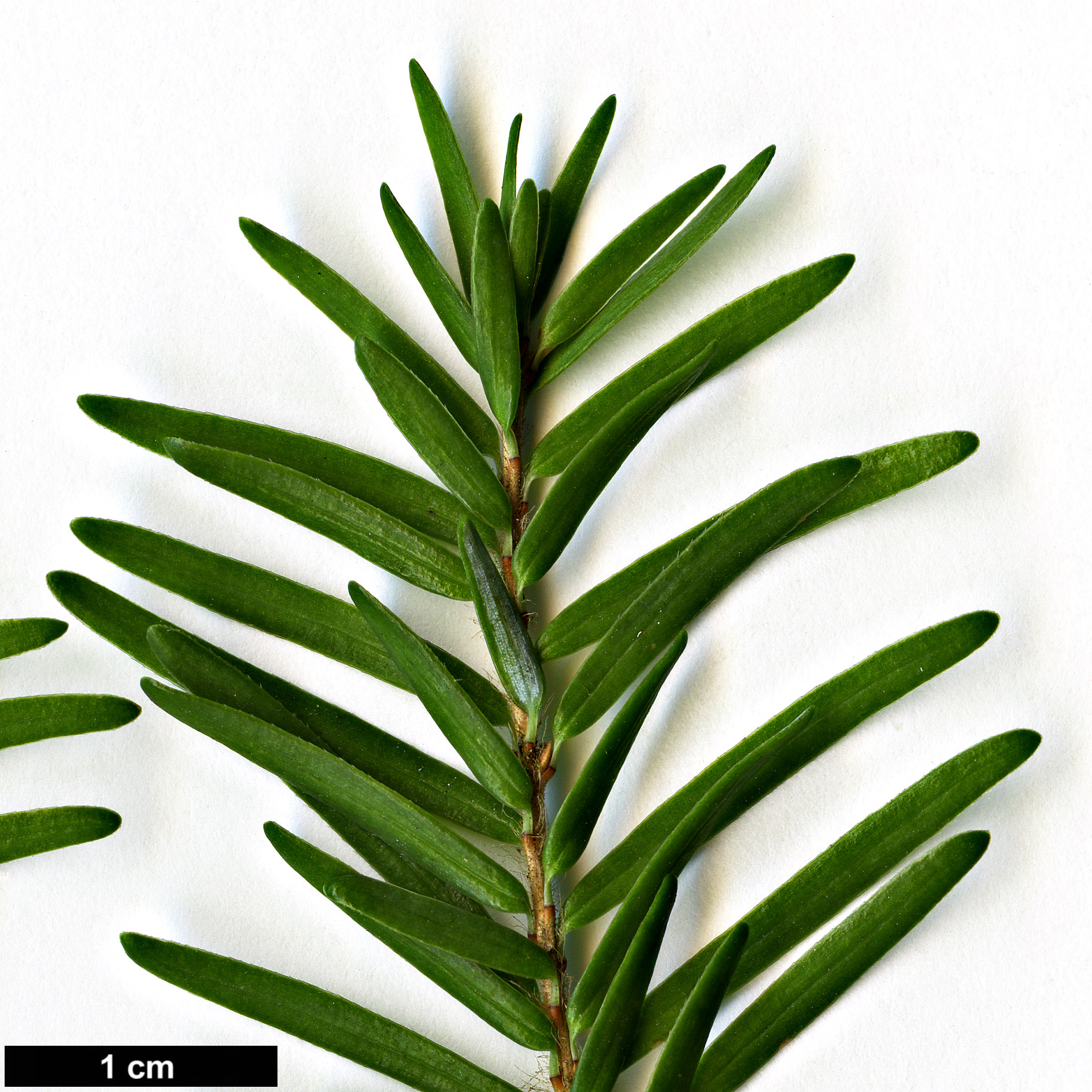 High resolution image: Family: Pinaceae - Genus: Tsuga - Taxon: heterophylla