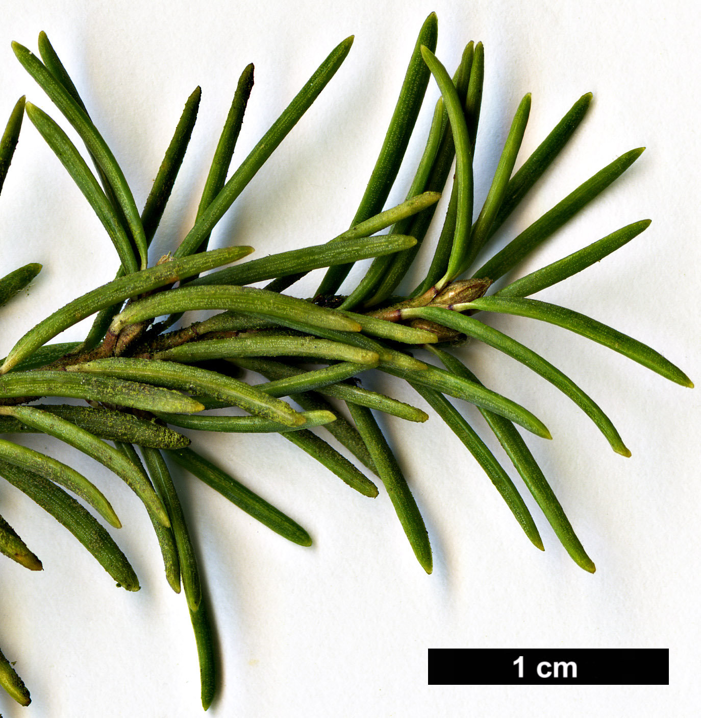 High resolution image: Family: Pinaceae - Genus: Tsuga - Taxon: mertensiana