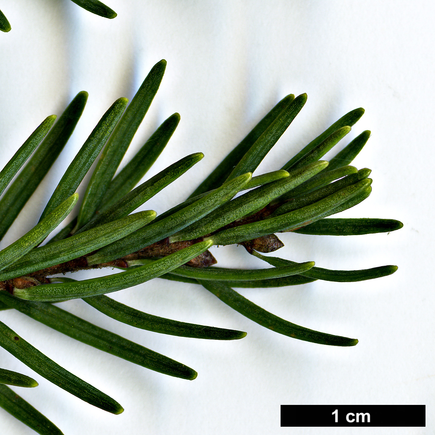 High resolution image: Family: Pinaceae - Genus: Tsuga - Taxon: mertensiana