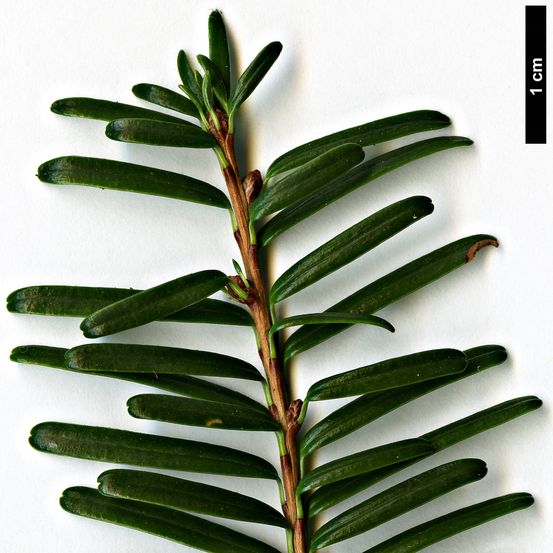 High resolution image: Family: Pinaceae - Genus: Tsuga - Taxon: sieboldii