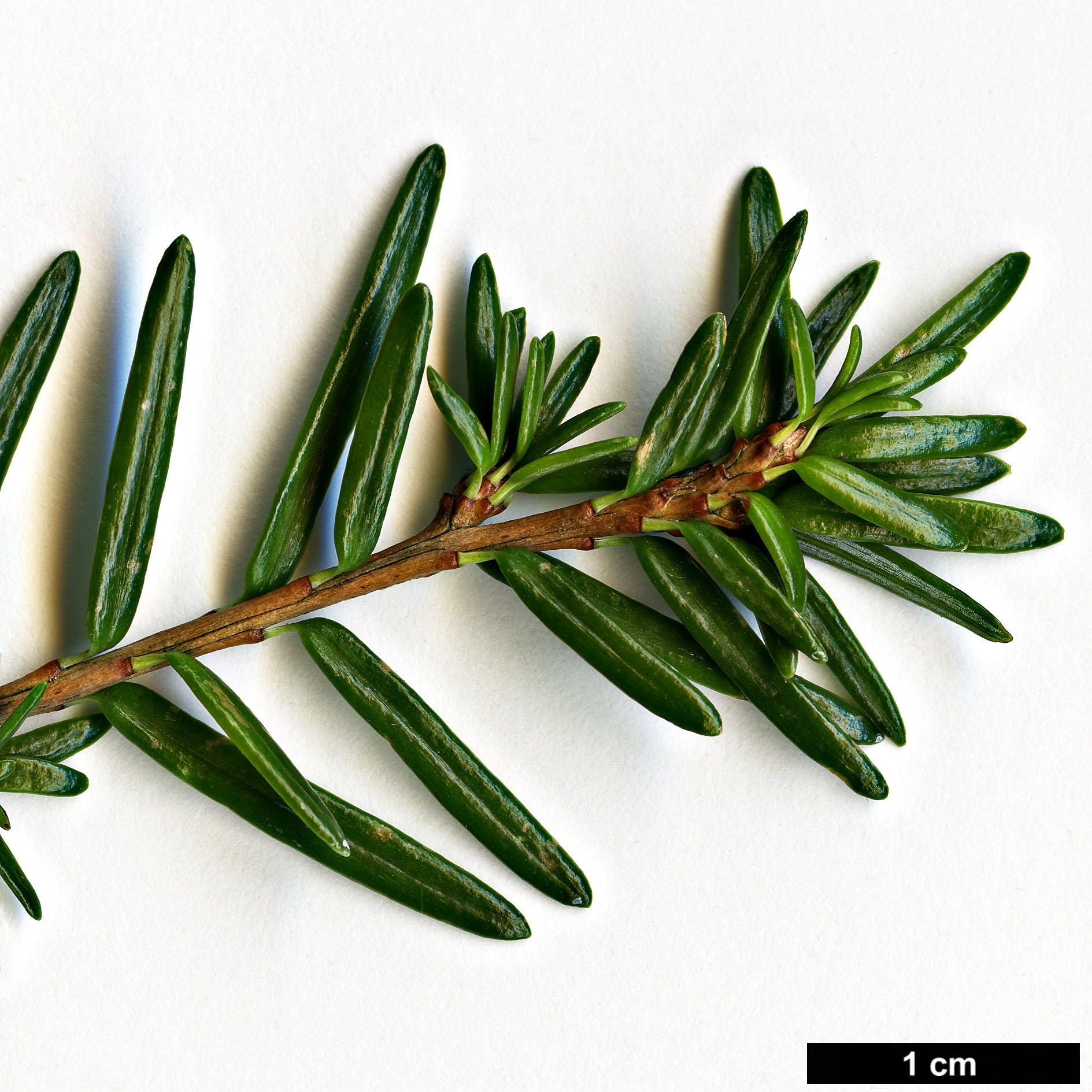 High resolution image: Family: Pinaceae - Genus: Tsuga - Taxon: sieboldii