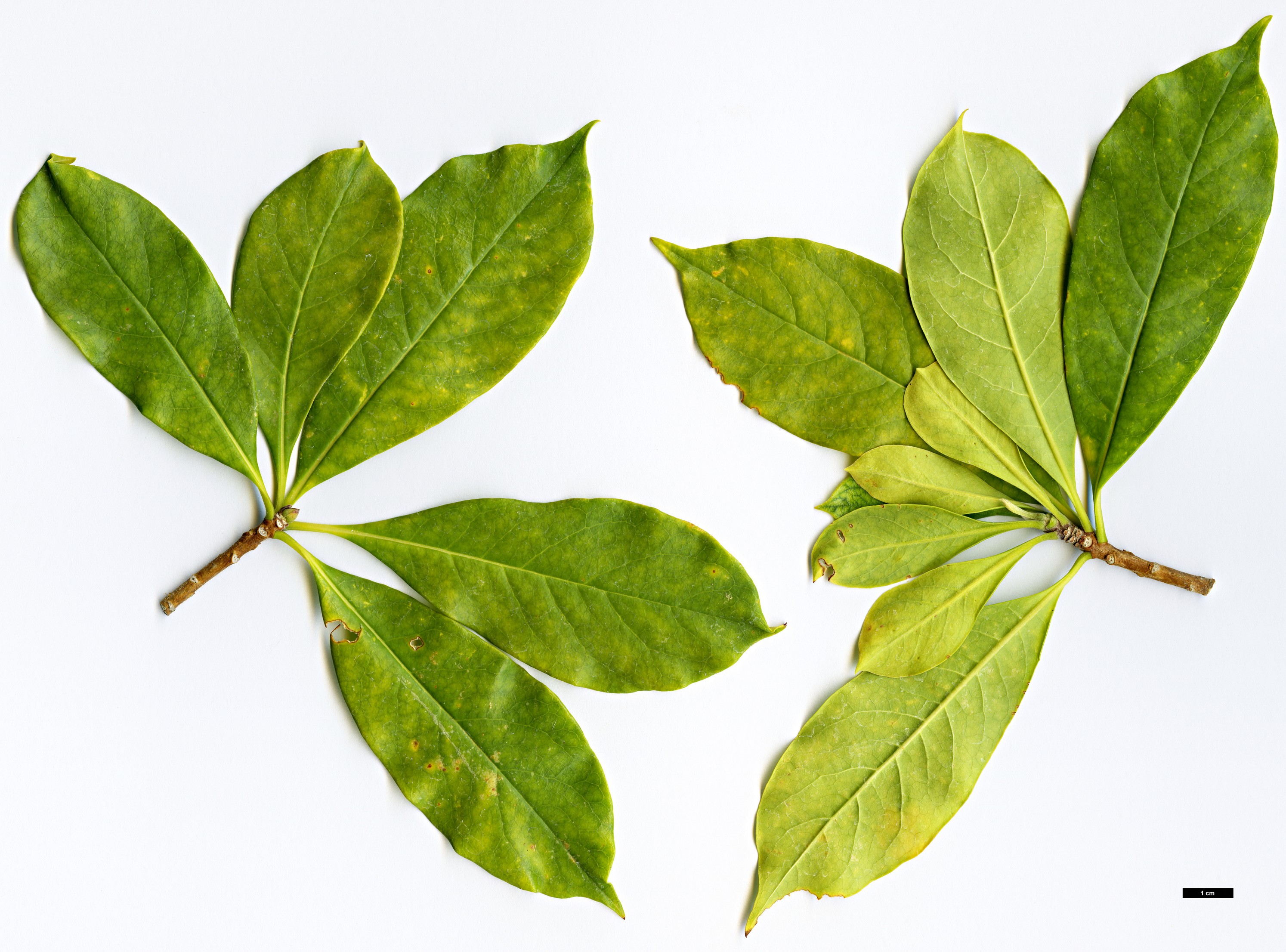 High resolution image: Family: Pittosporaceae - Genus: Hymenosporum - Taxon: flavum