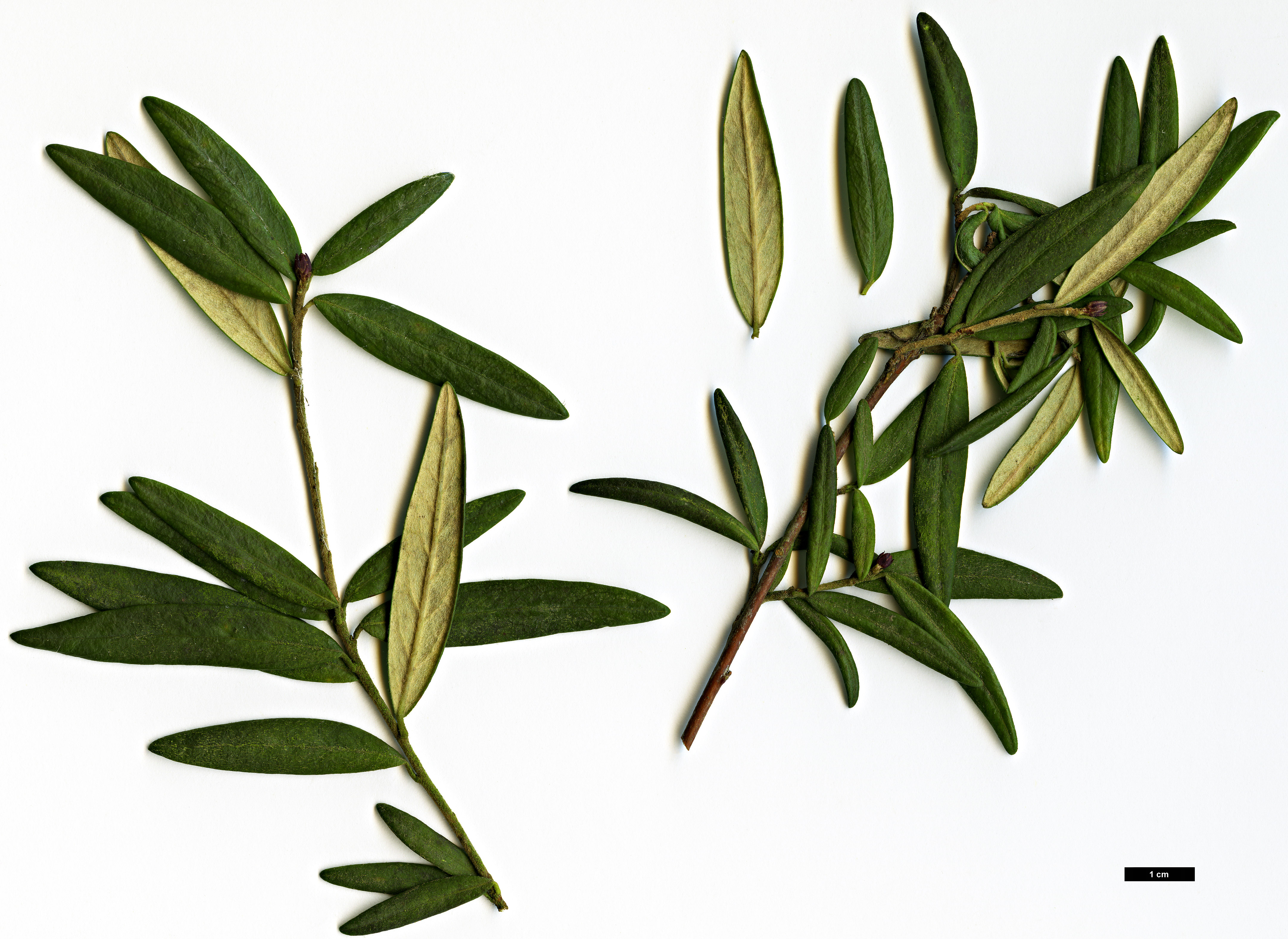 High resolution image: Family: Pittosporaceae - Genus: Pittosporum - Taxon: bicolor