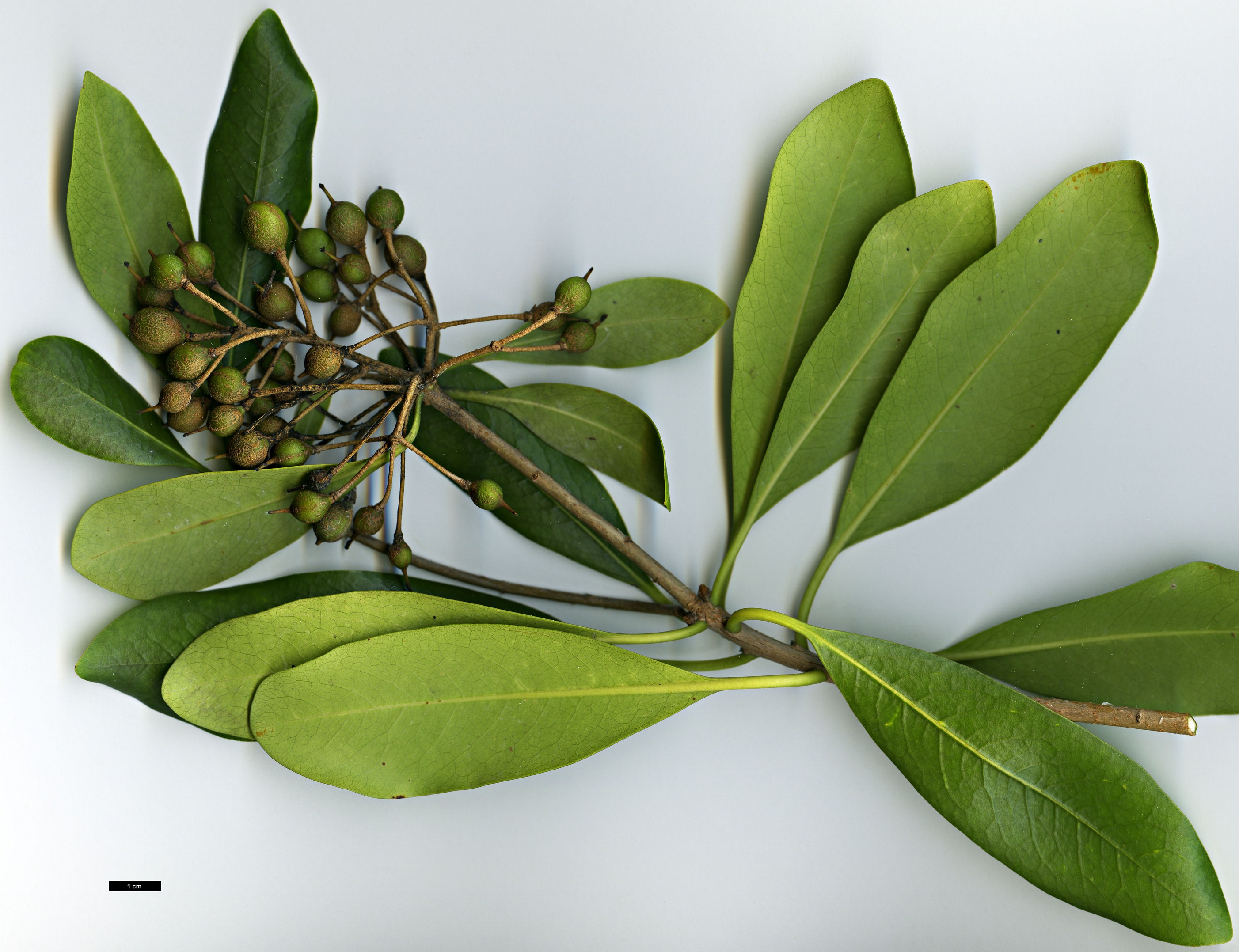 High resolution image: Family: Pittosporaceae - Genus: Pittosporum - Taxon: coriaceum