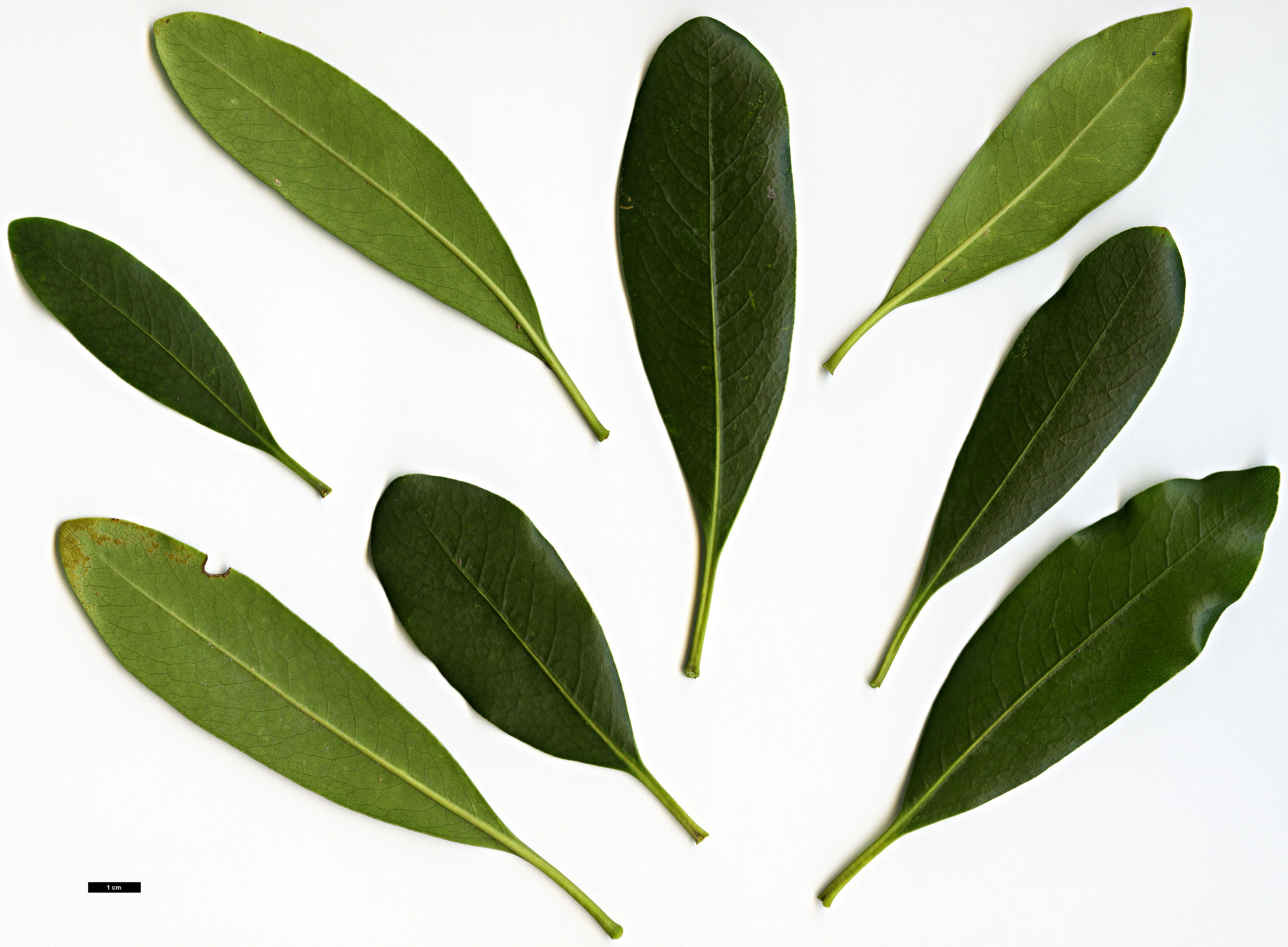 High resolution image: Family: Pittosporaceae - Genus: Pittosporum - Taxon: coriaceum